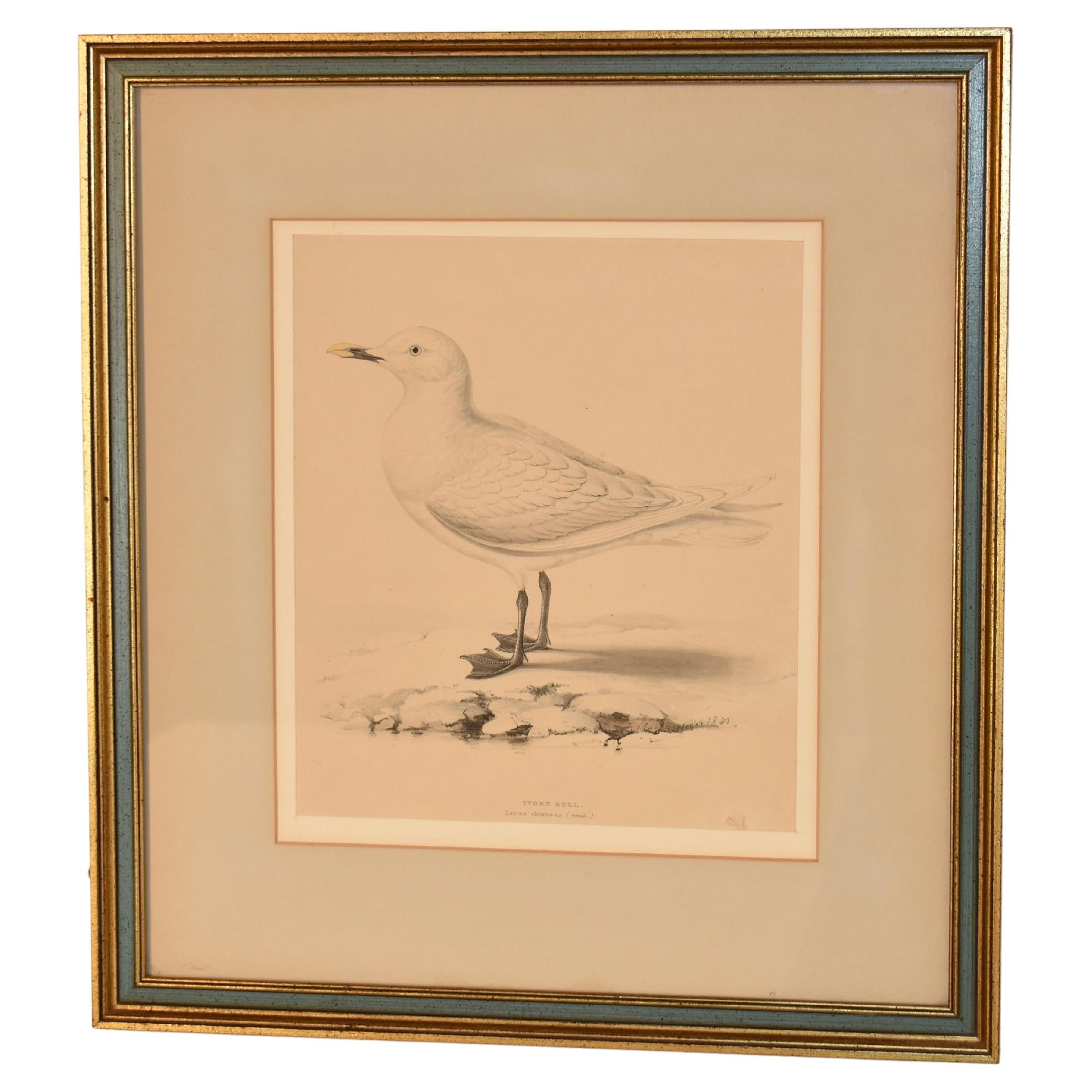 19th Century Framed Engraving of an Ivory Gull For Sale
