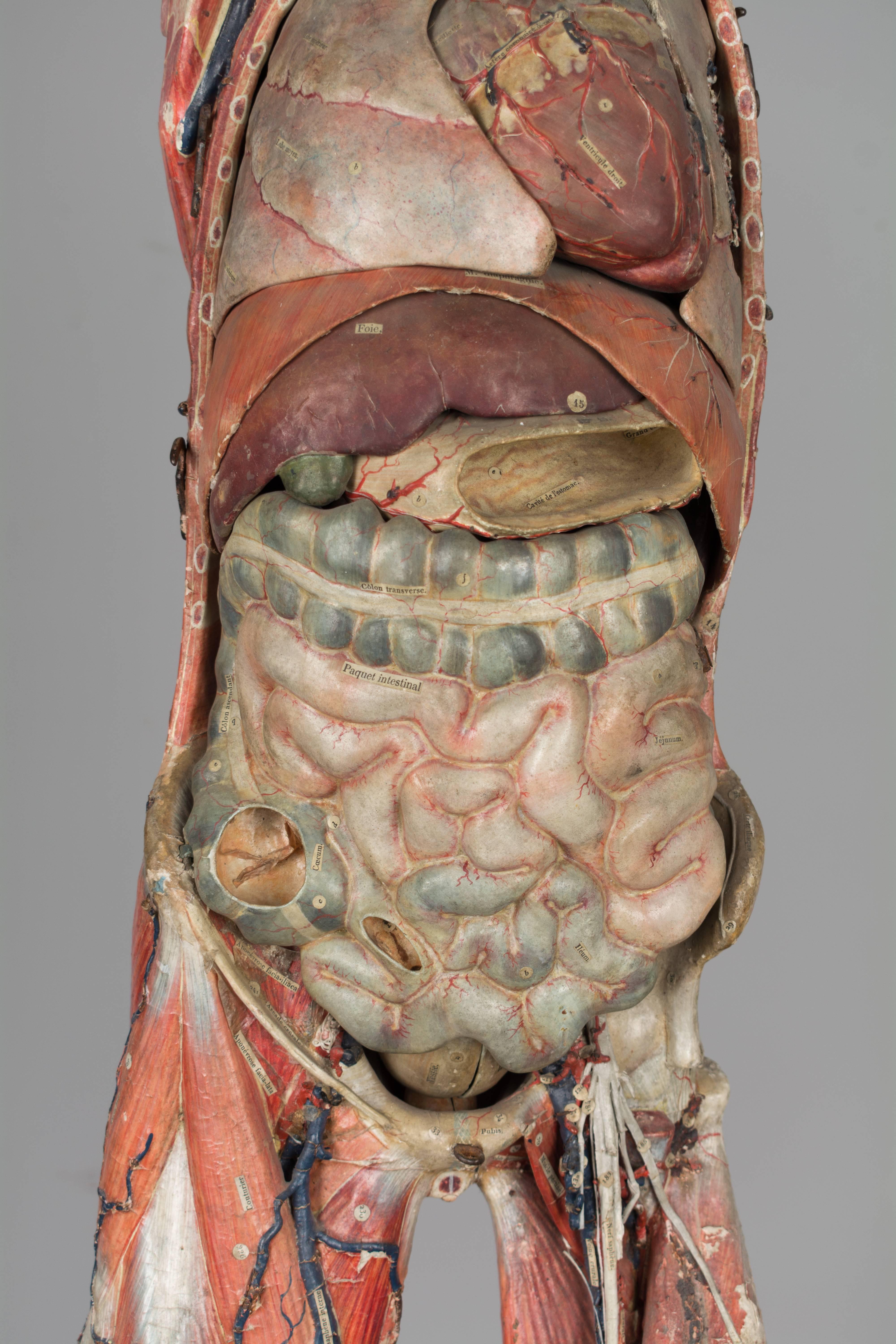französisches anatomisches Modell des 19. Jahrhunderts von Dr. Auzoux 2