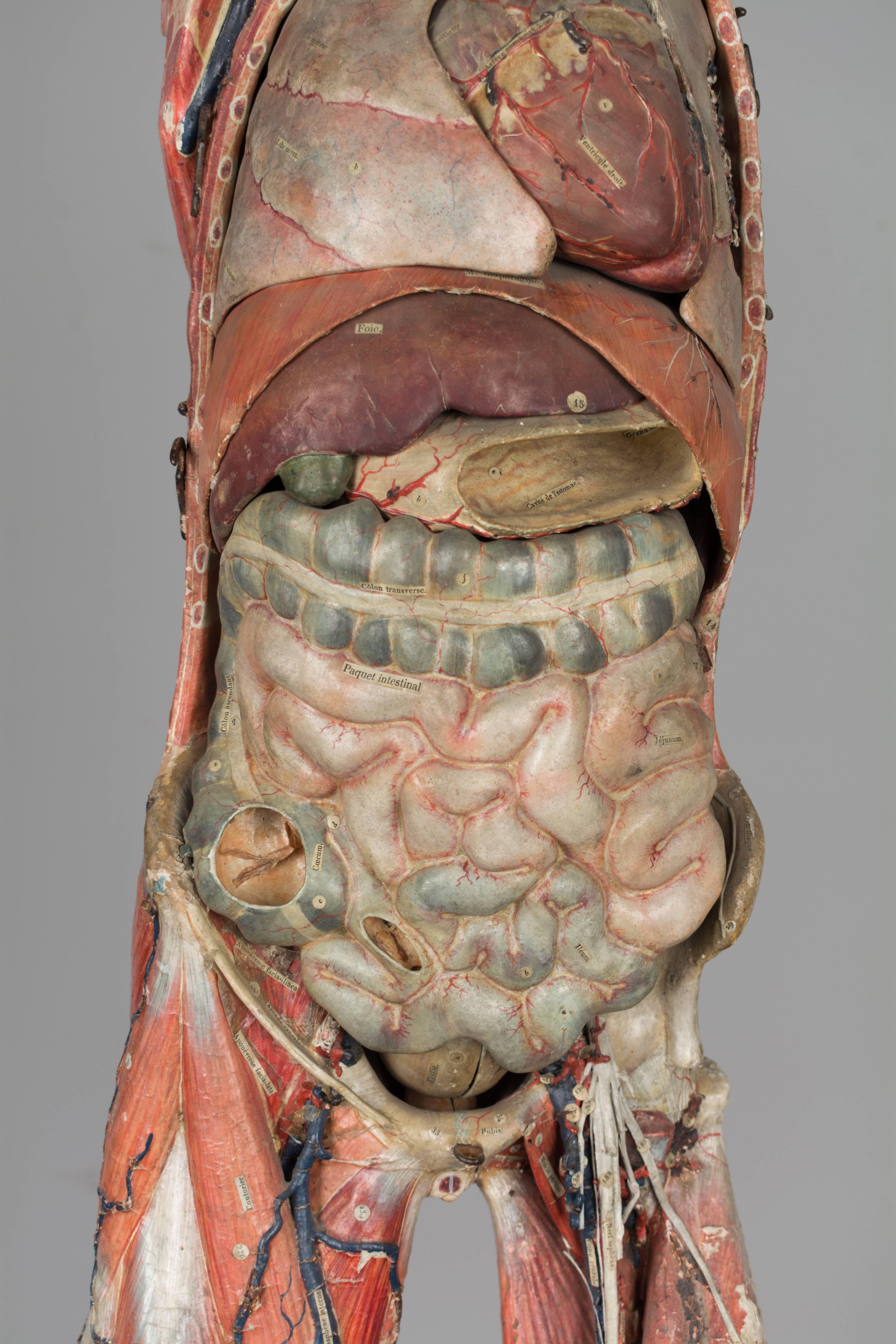 19th Century French Anatomical Model by Dr. Auzoux 4