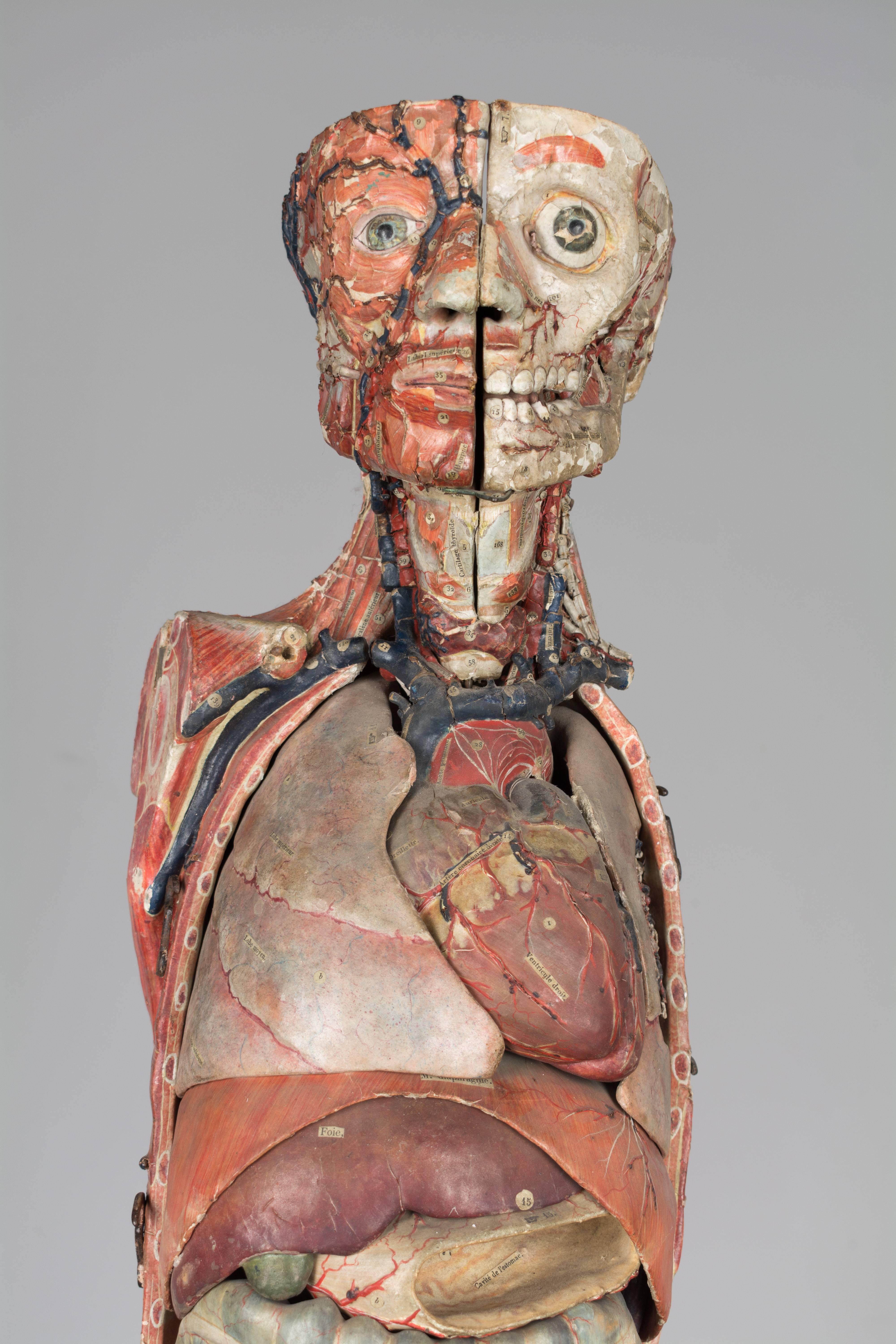 französisches anatomisches Modell des 19. Jahrhunderts von Dr. Auzoux 3