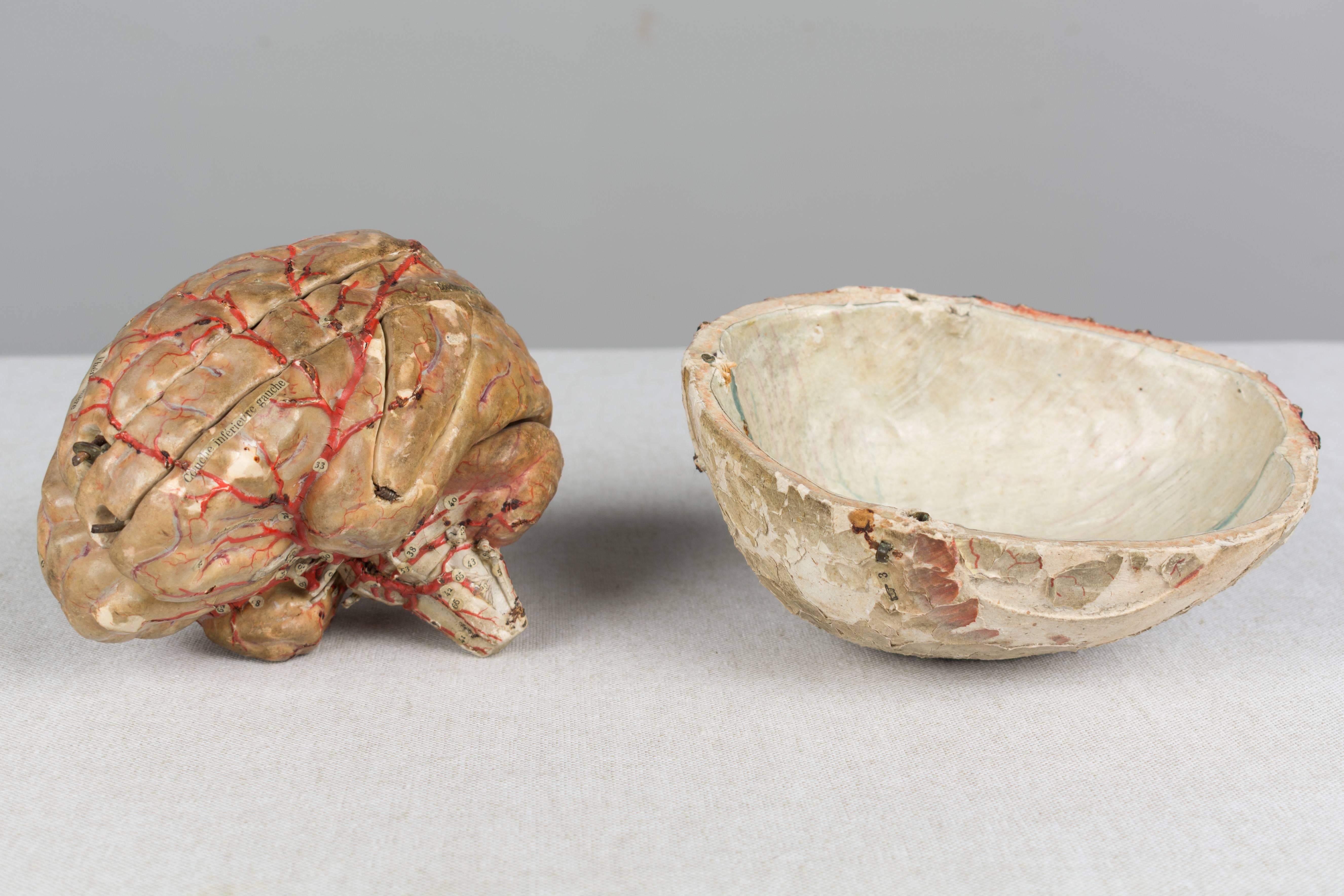 französisches anatomisches Modell des 19. Jahrhunderts von Dr. Auzoux 8