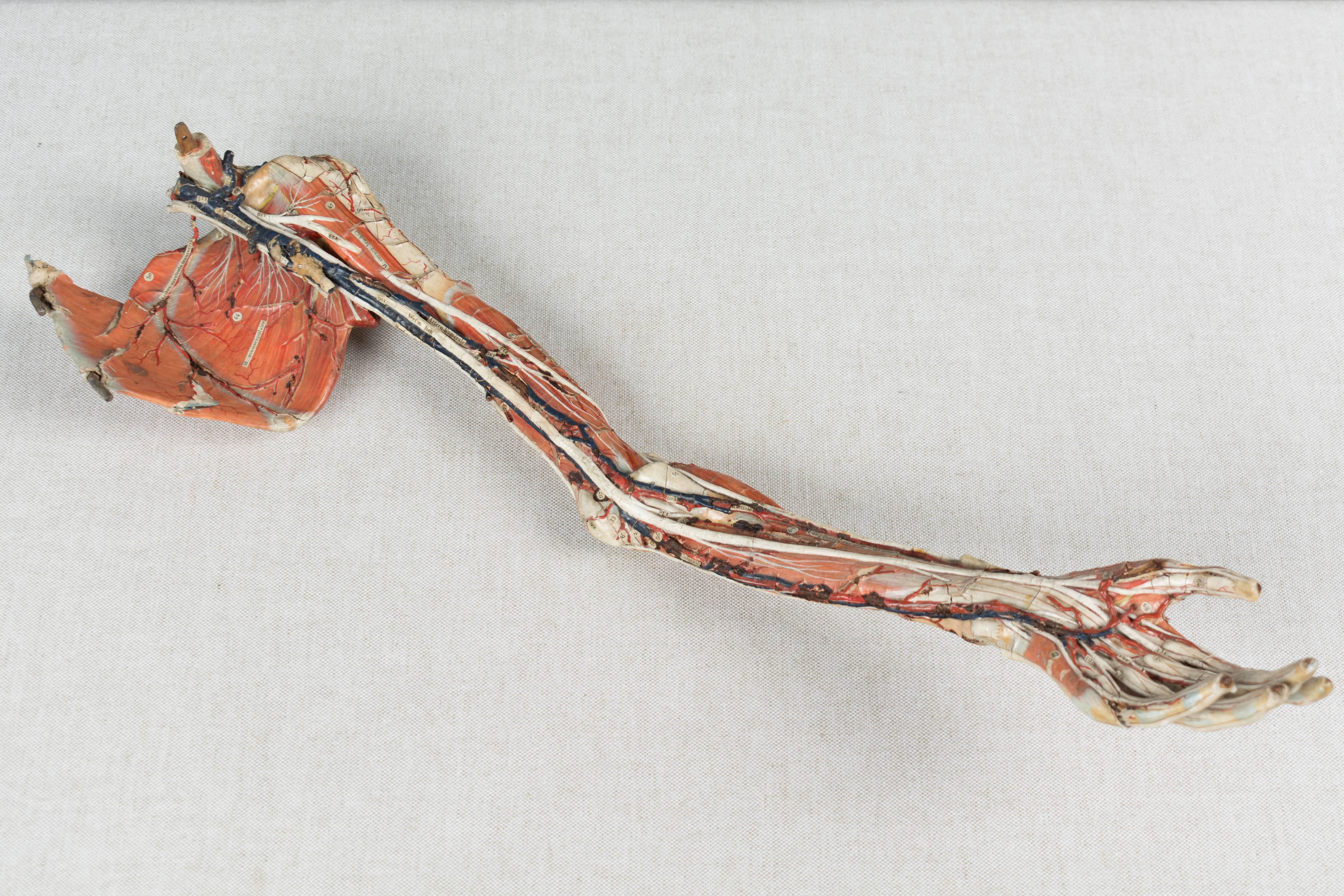 französisches anatomisches Modell des 19. Jahrhunderts von Dr. Auzoux 10