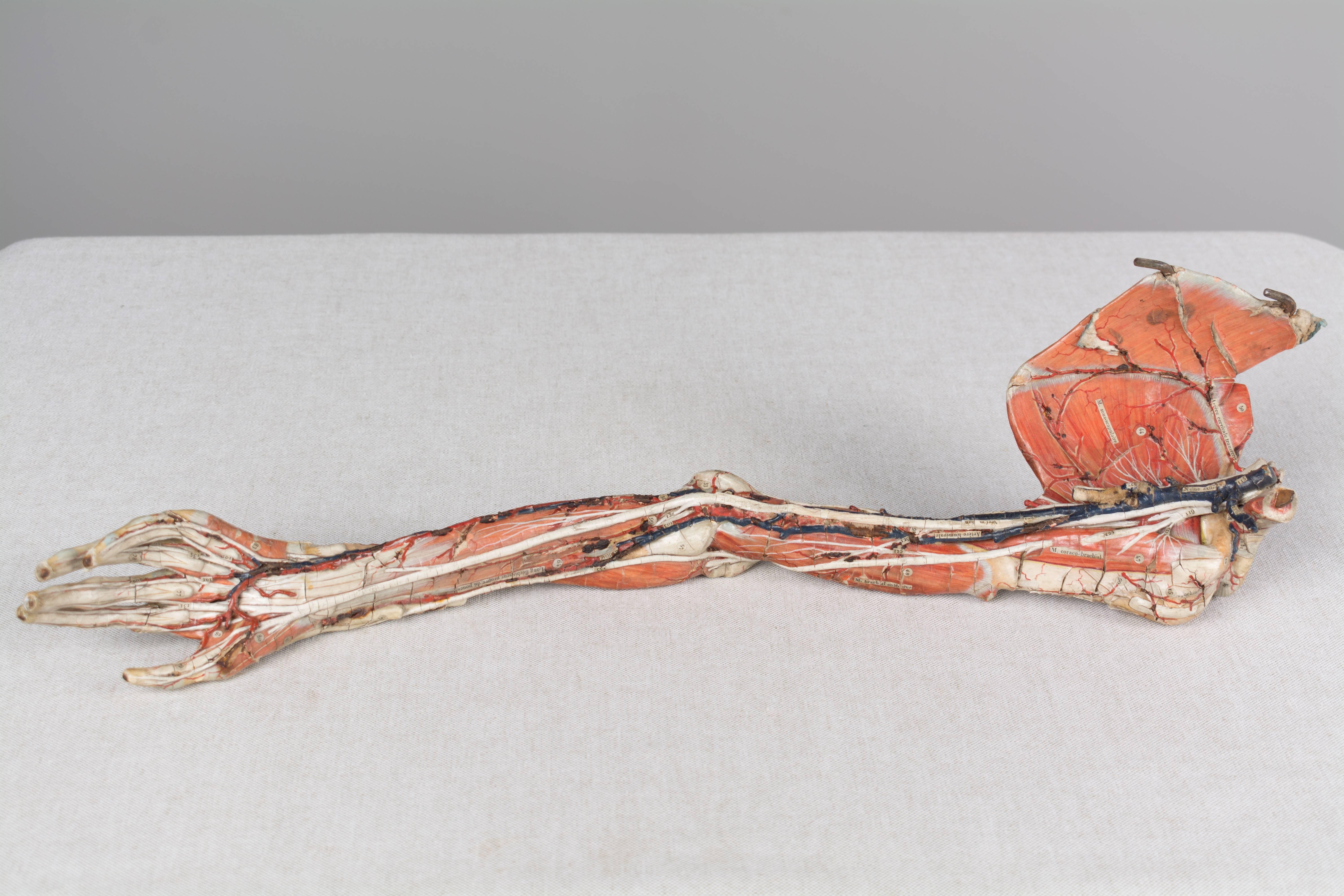 französisches anatomisches Modell des 19. Jahrhunderts von Dr. Auzoux 11