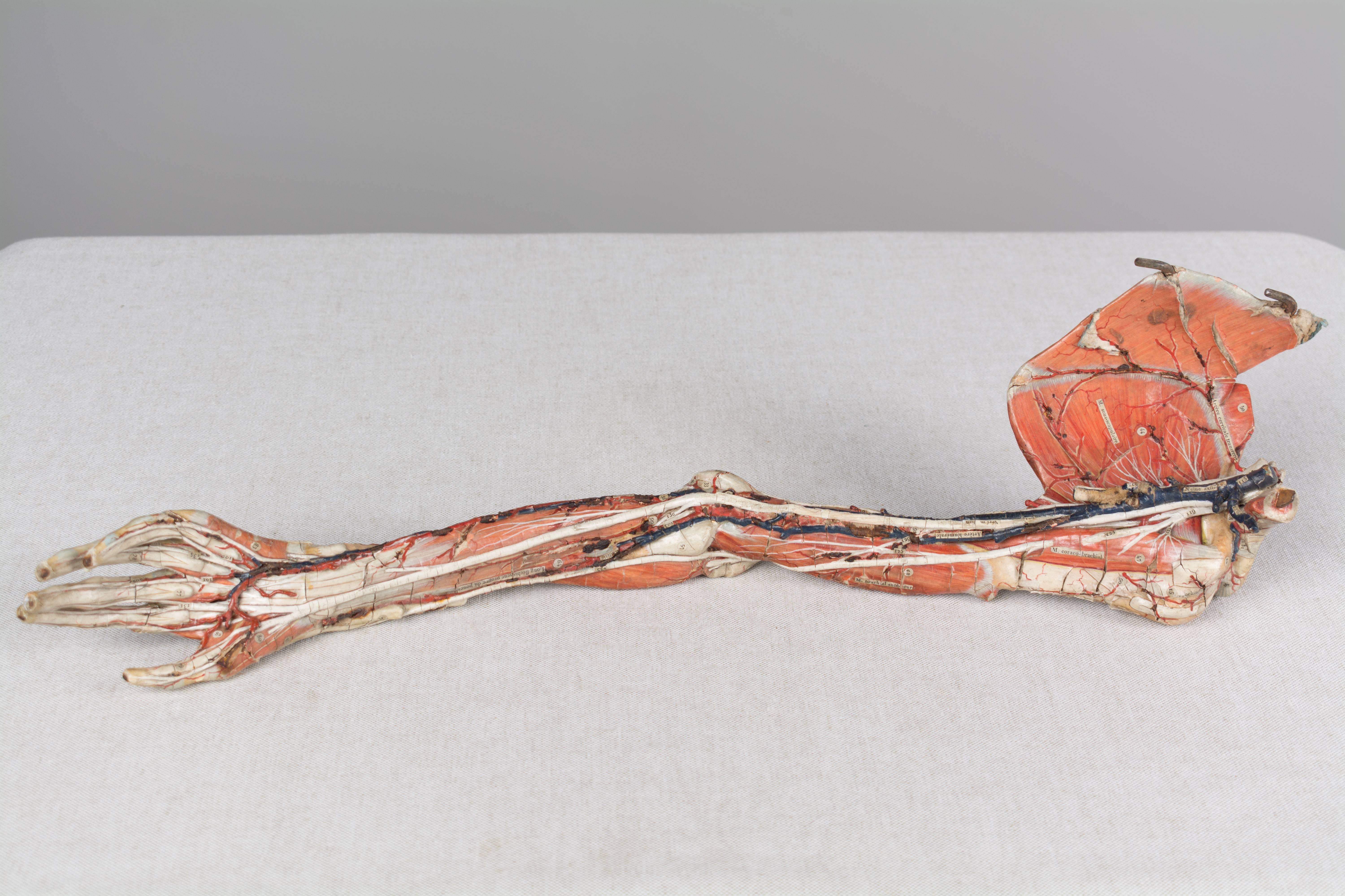 19th Century French Anatomical Model by Dr. Auzoux 13