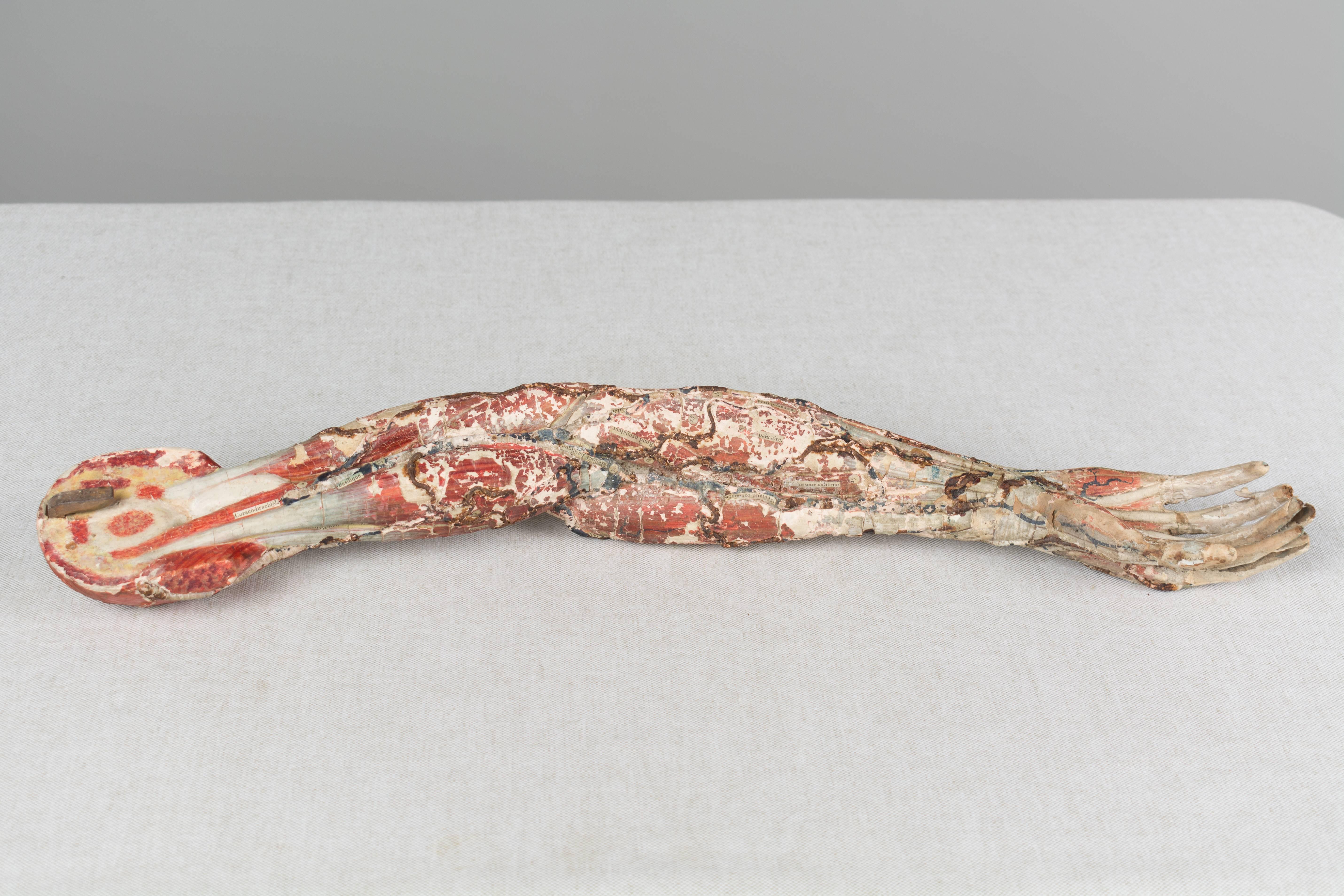 französisches anatomisches Modell des 19. Jahrhunderts von Dr. Auzoux 12