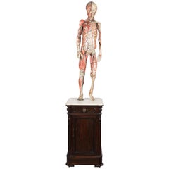 französisches anatomisches Modell des 19. Jahrhunderts von Dr. Auzoux