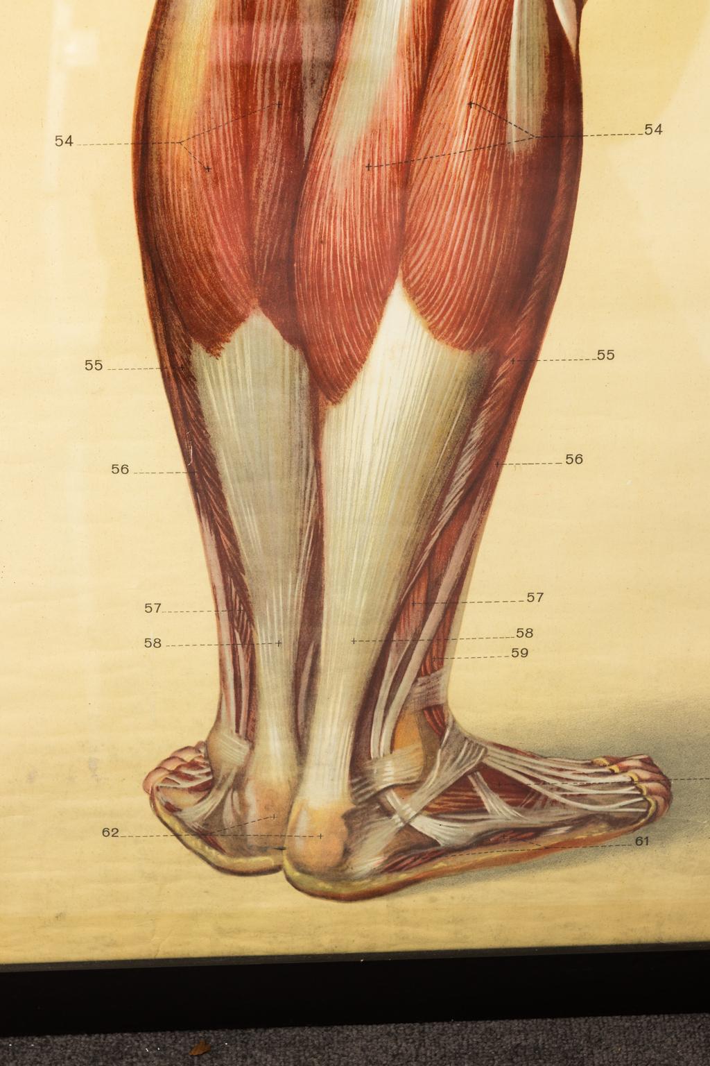 19th Century French Anatomical Print For Sale 2