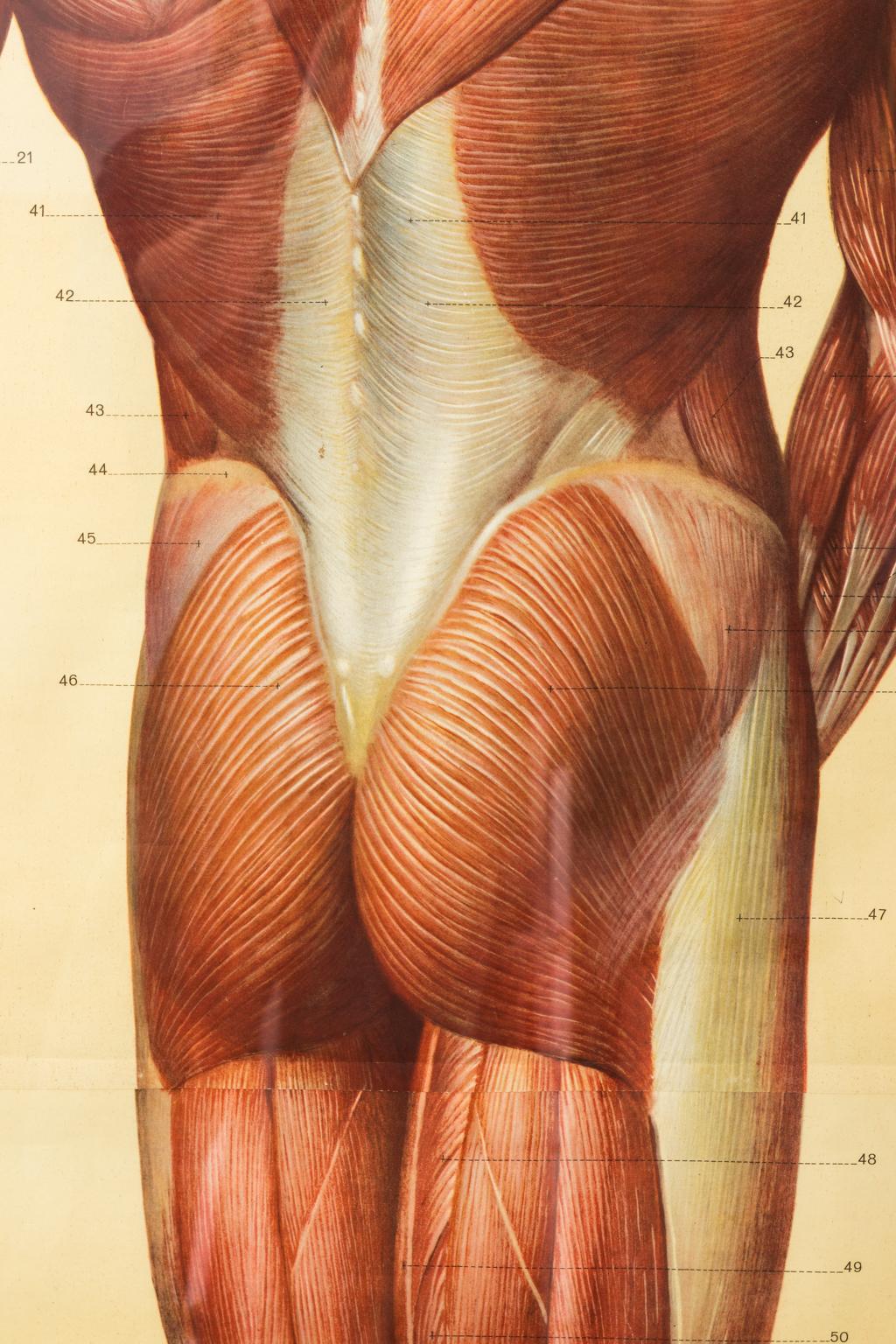 19th Century French Anatomical Print For Sale 3