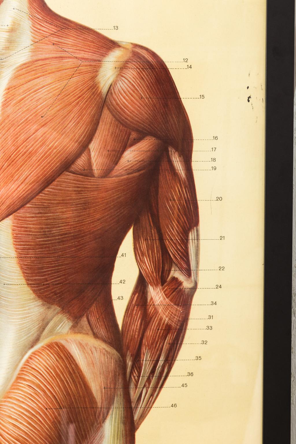 19th Century French Anatomical Print For Sale 4