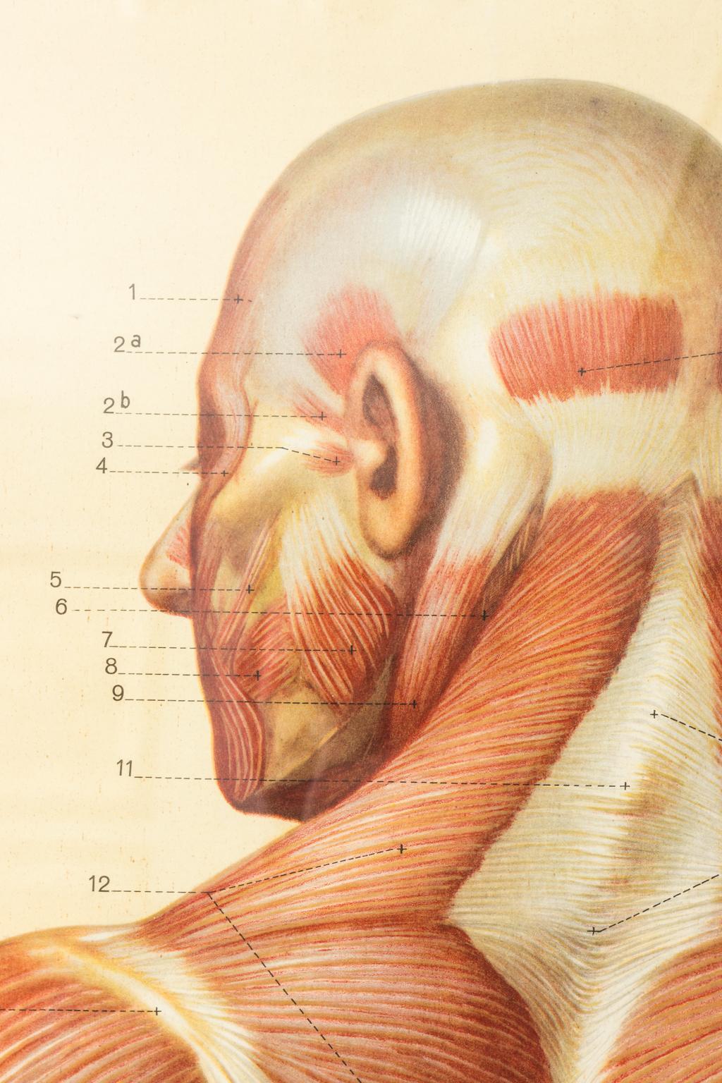 19th Century French Anatomical Print For Sale 5