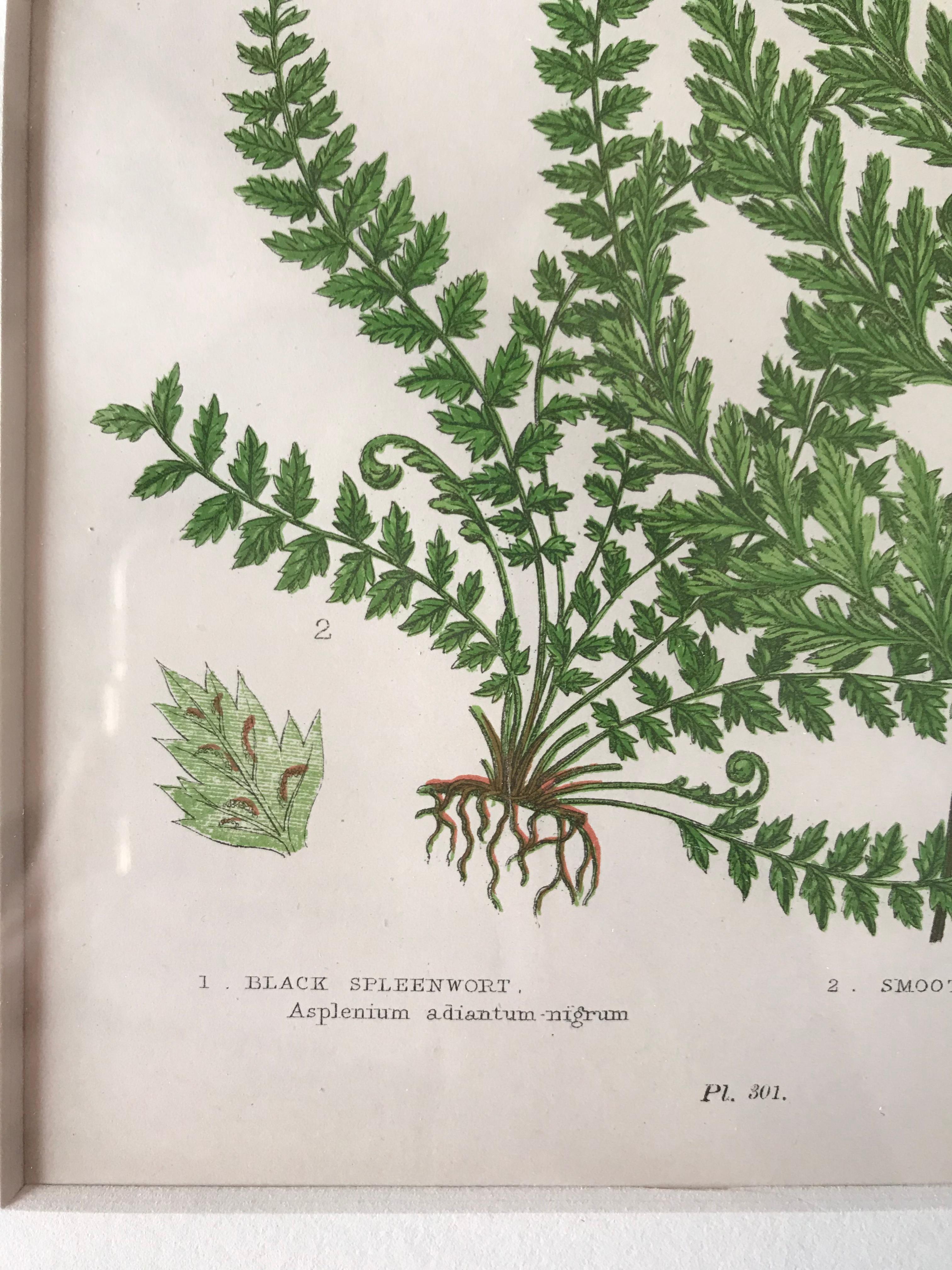 19th century French black spleewort and smooth rock ferns lithograph. Custom block cornered frame with French mat.
 