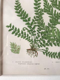 19th Century French Black Spleewort and Smooth Rock Ferns Lithograph