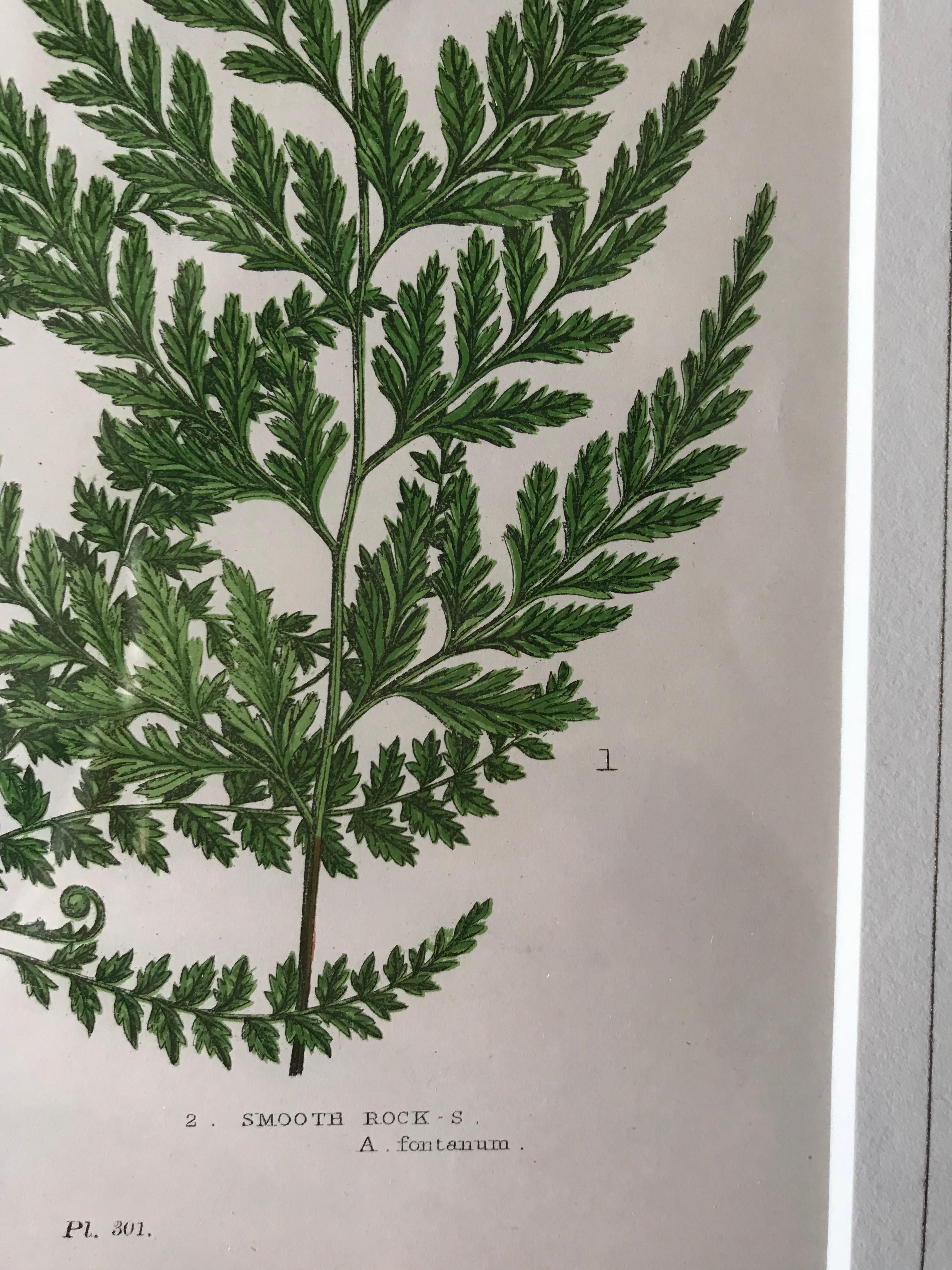 19th Century French Black Spleewort and Smooth Rock Ferns Lithograph In Excellent Condition For Sale In Boston, MA