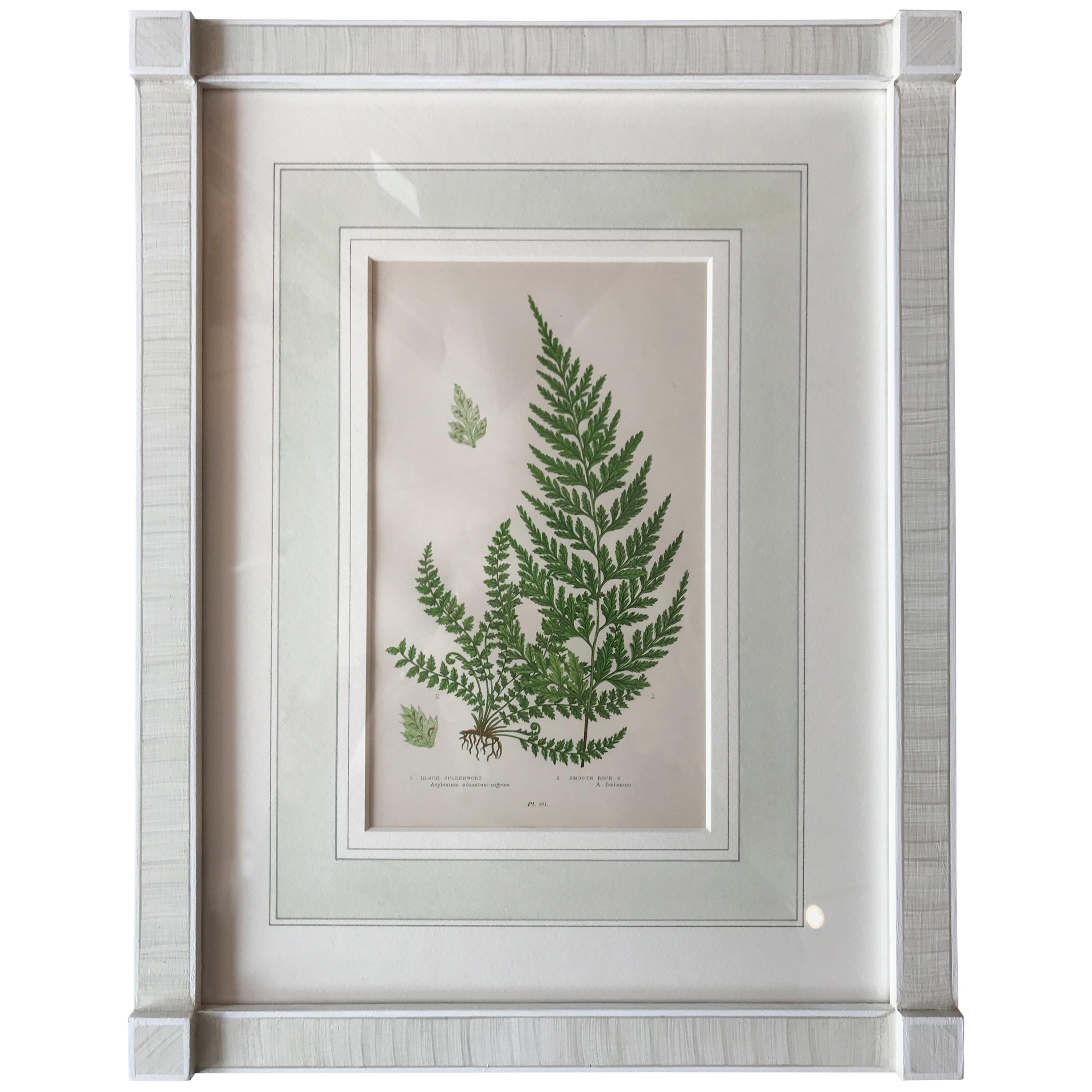 19th Century French Black Spleewort and Smooth Rock Ferns Lithograph For Sale