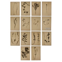 19th Century French Botanicals, Set of 14 Framed