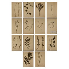 Antique 19th Century French Botanicals, Set of 14 Framed