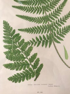19th Century French Broad Prickly Toothed Fern Lithograph