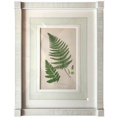 19th Century French Broad Prickly Toothed Fern Lithograph