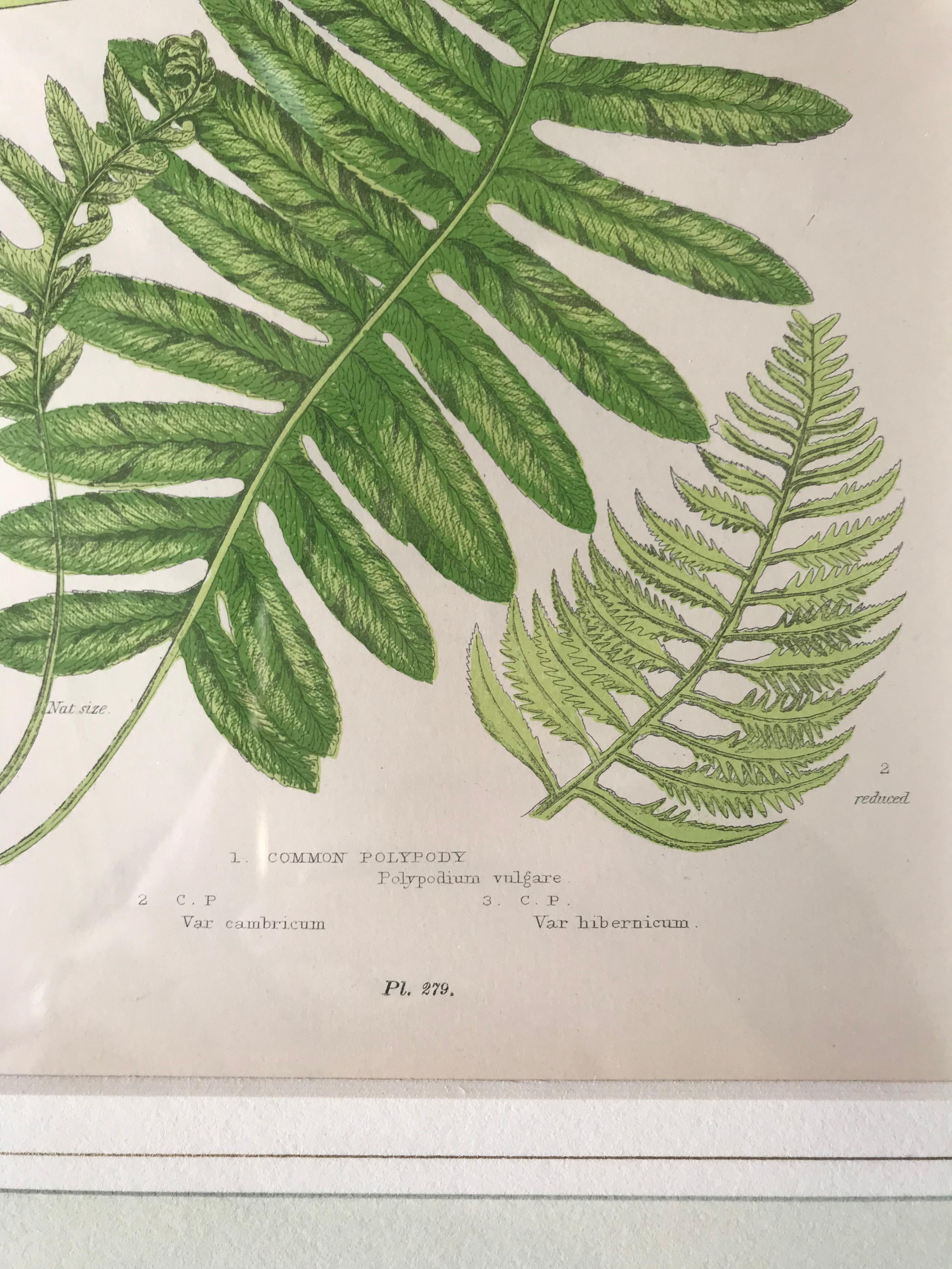 Wood 19th Century French Common Polypody Fern Lithograph For Sale