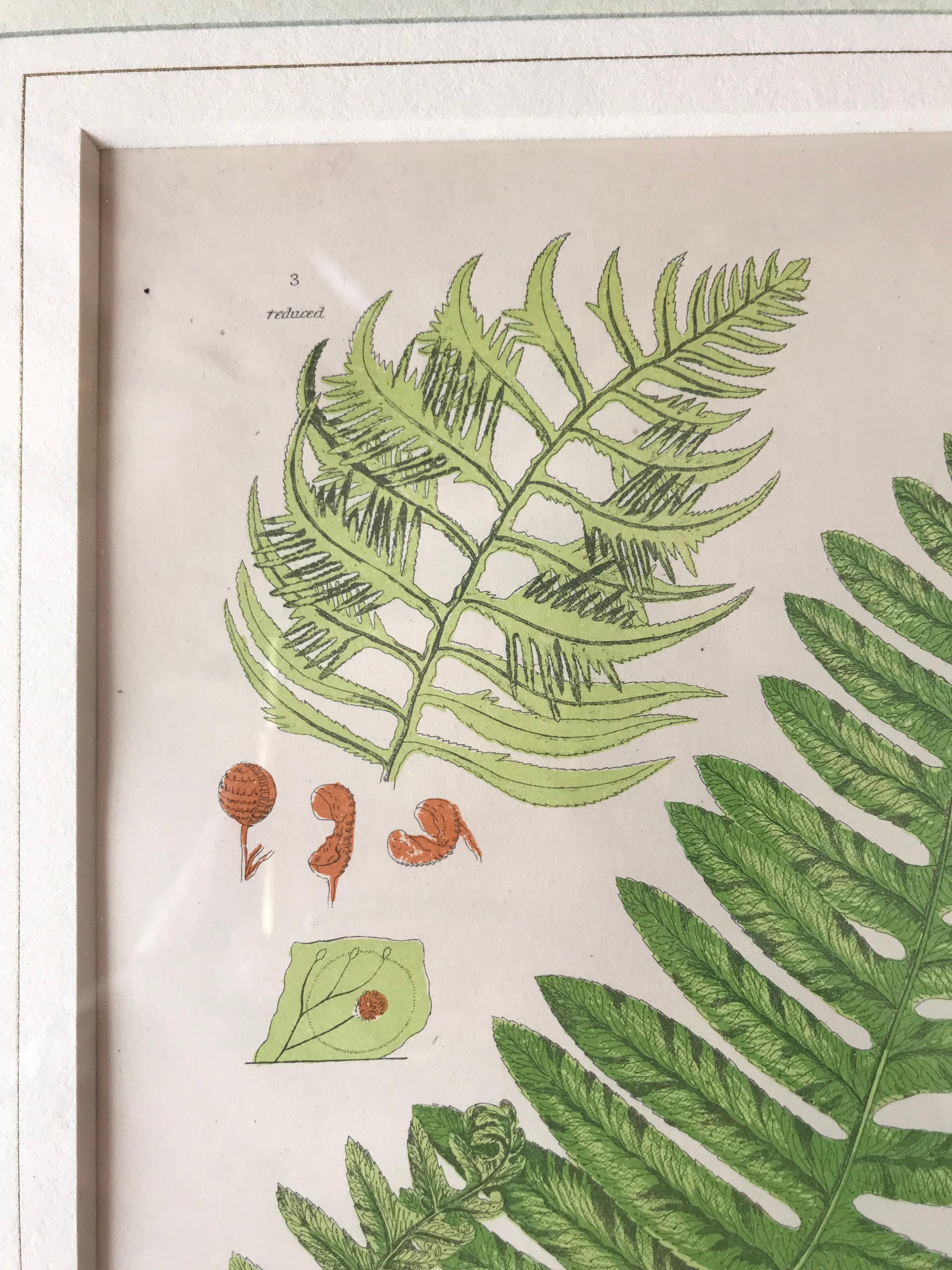 19th Century French Common Polypody Fern Lithograph For Sale 1