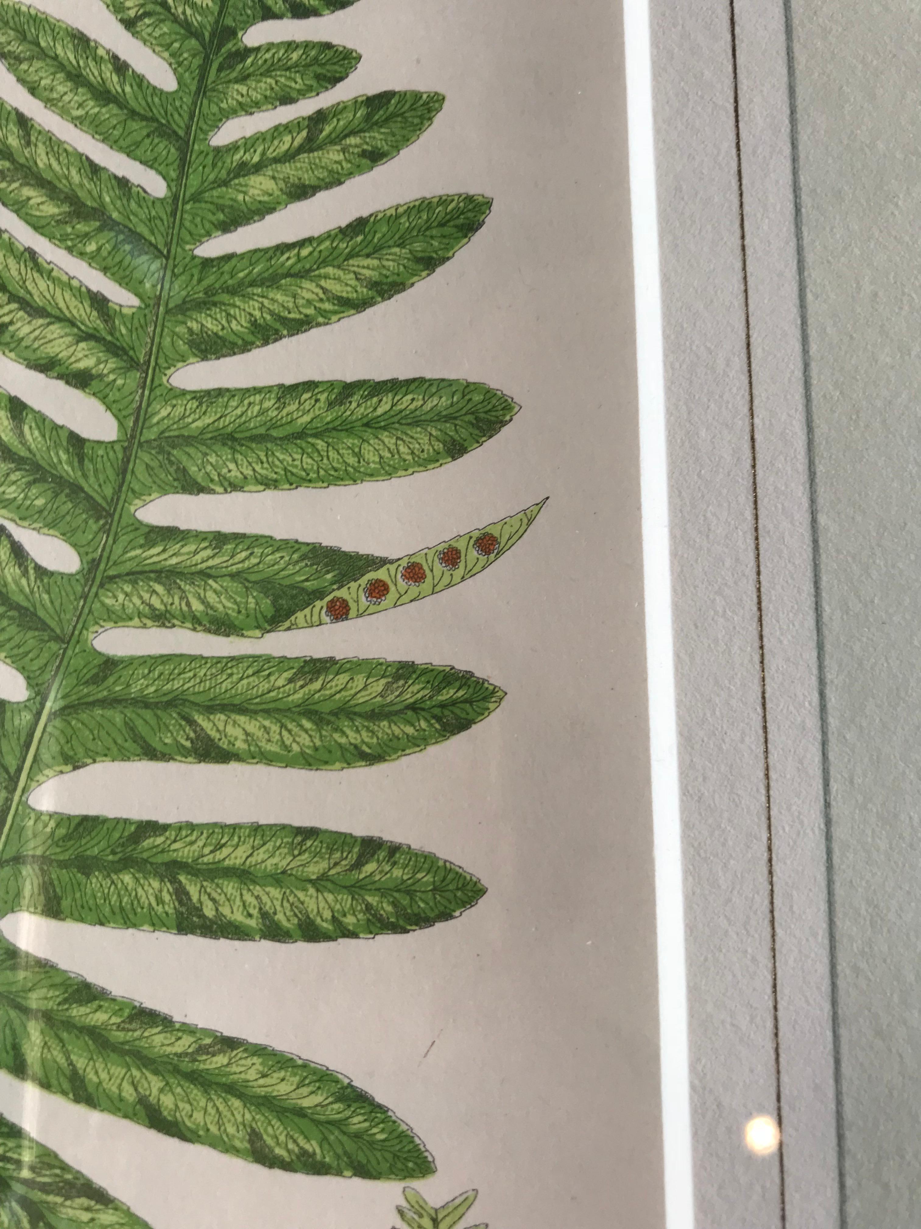 19th Century French Common Polypody Fern Lithograph For Sale 2