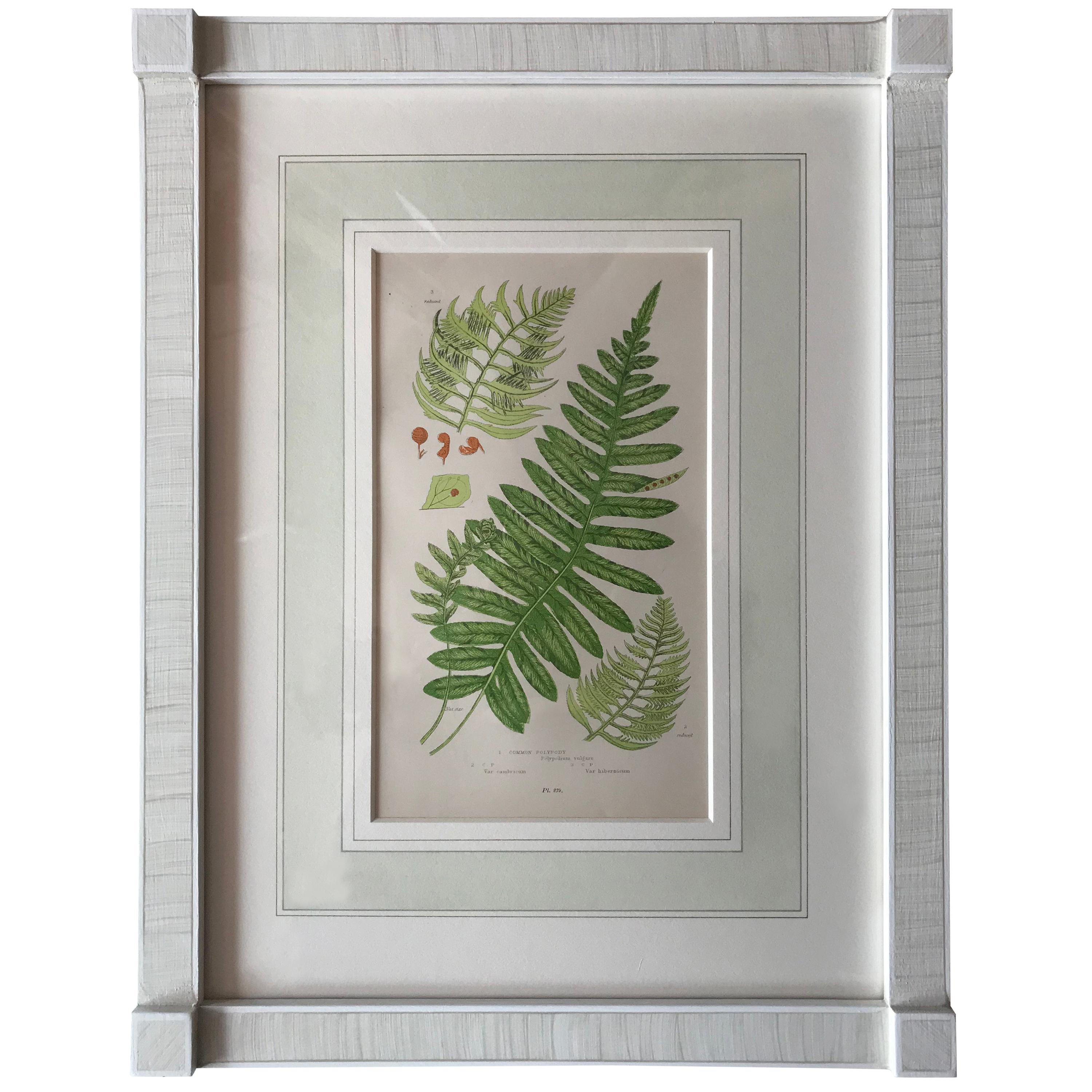 19th Century French Common Polypody Fern Lithograph For Sale