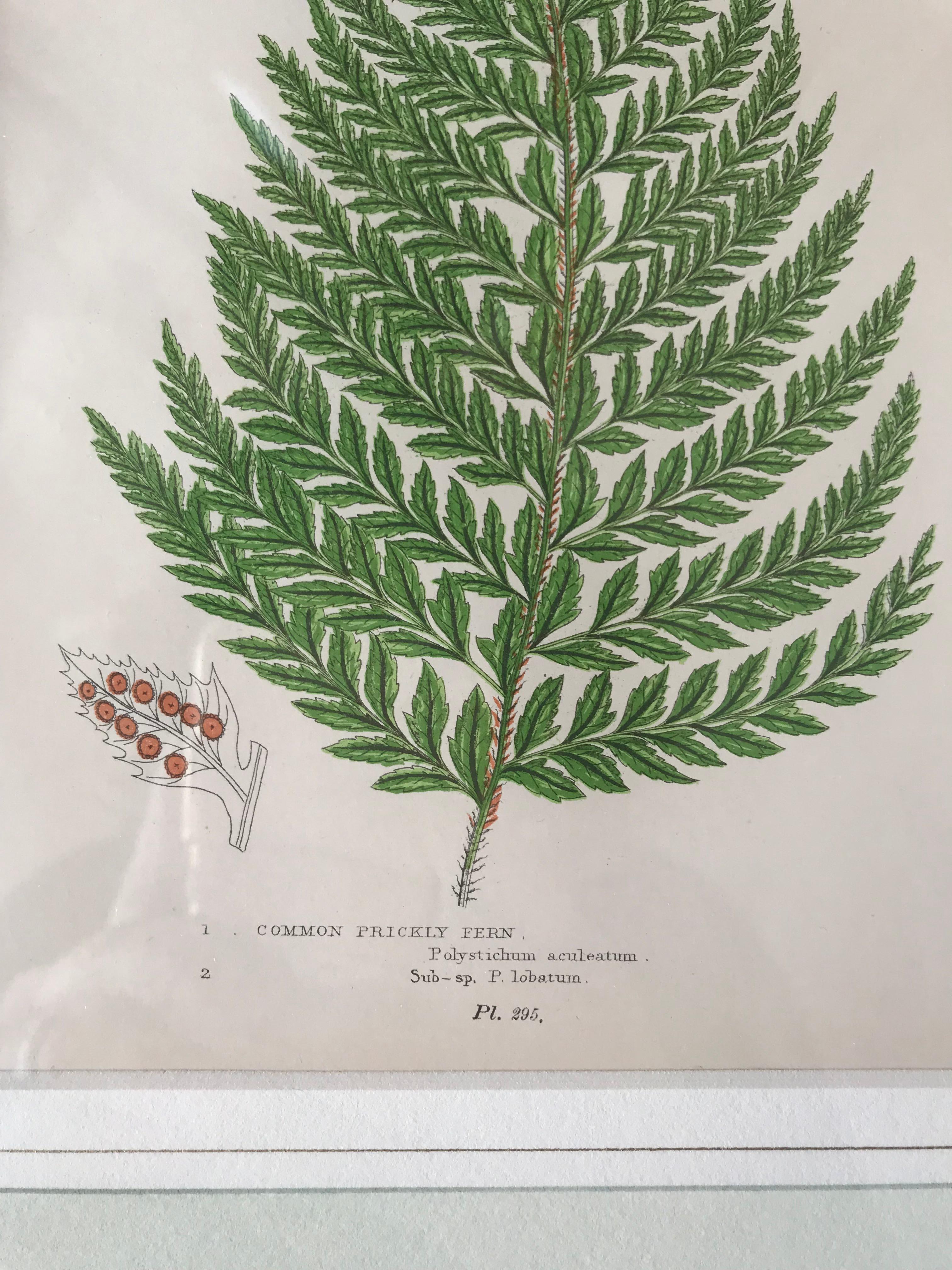 19th century French common prickly fern lithograph. Custom block cornered frame with French mat.
 