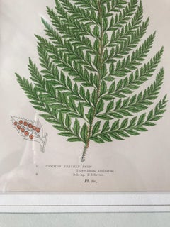 19th Century French Common Prickly Fern Lithograph