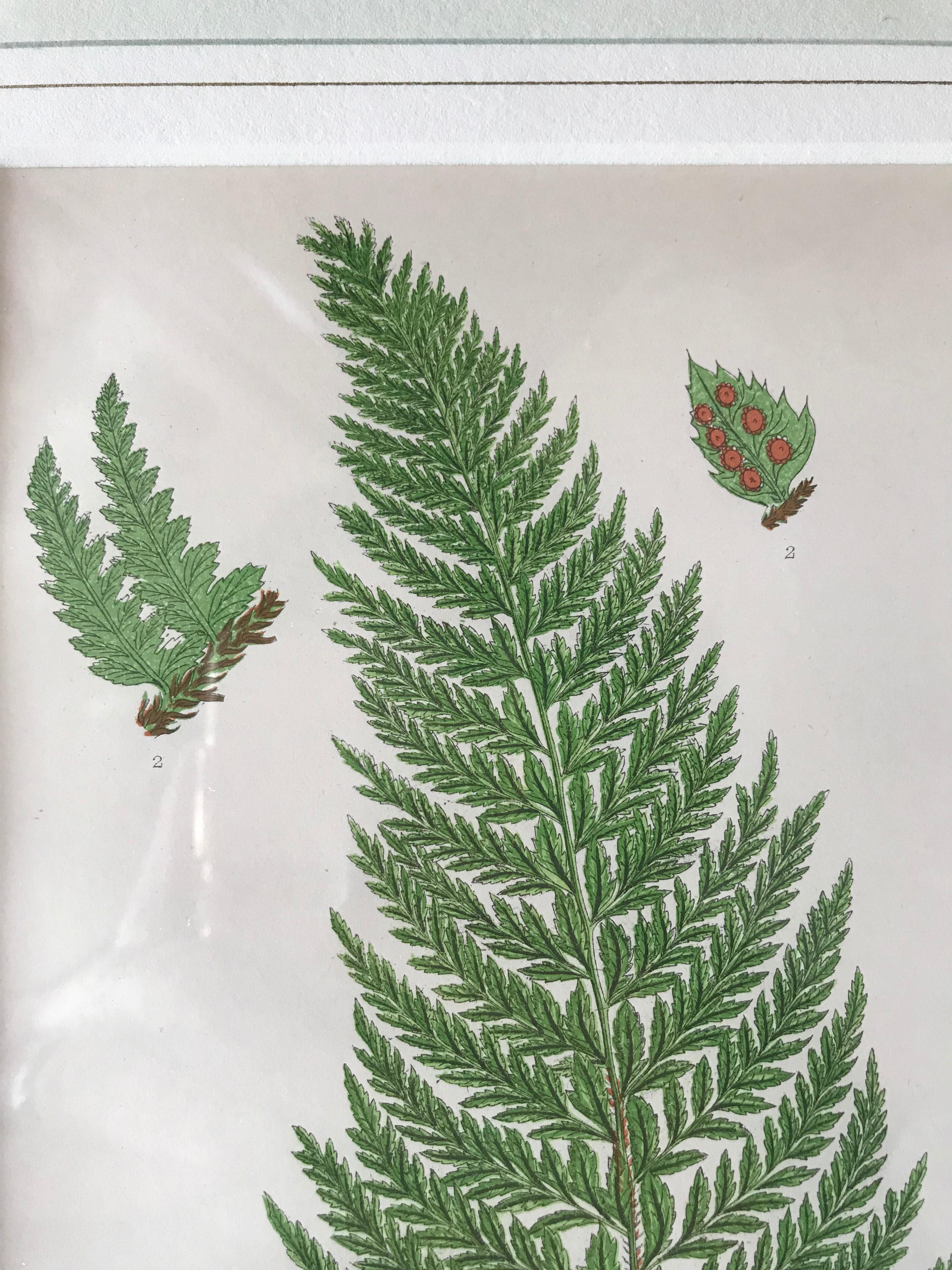 19th Century French Common Prickly Fern Lithograph In Excellent Condition For Sale In Boston, MA
