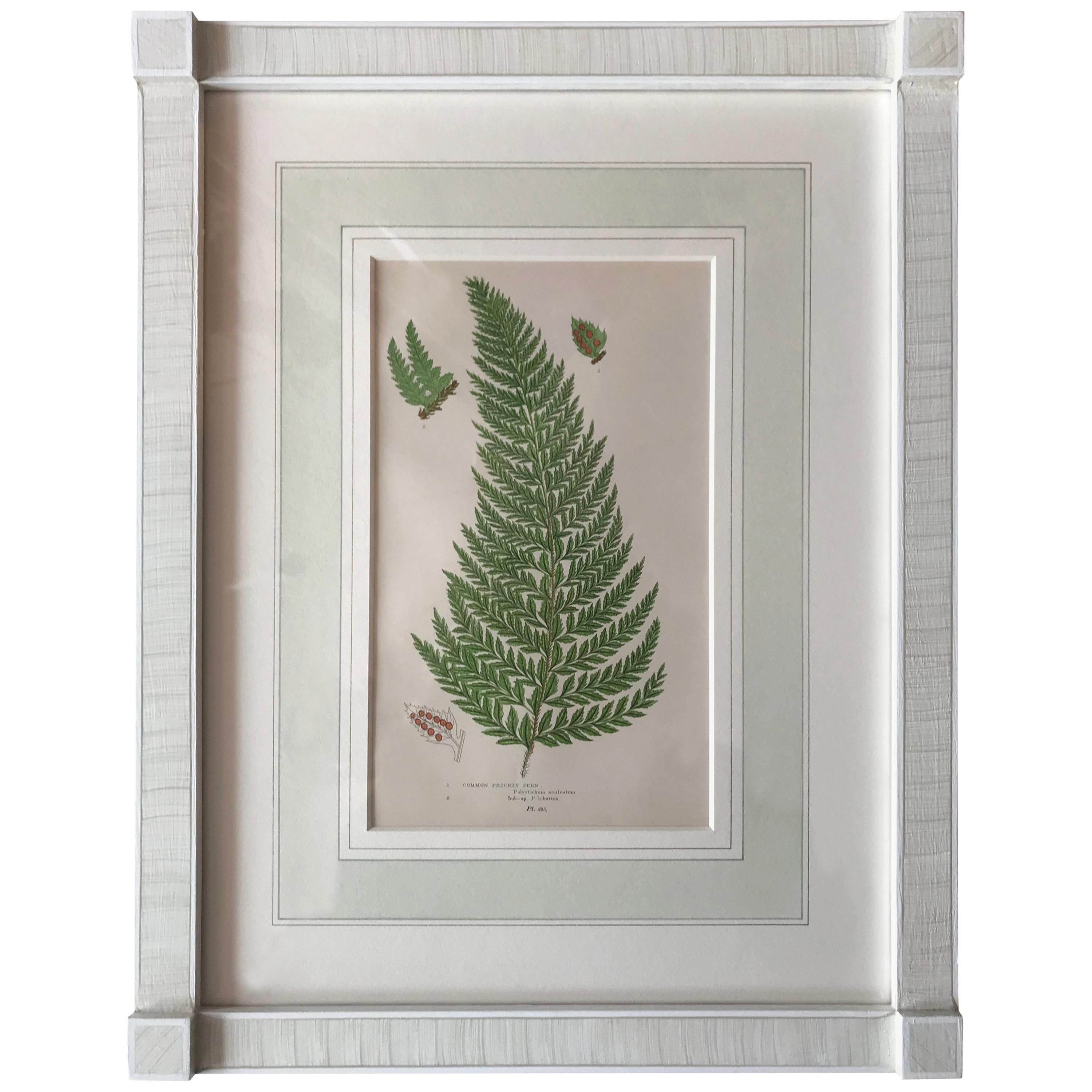 19th Century French Common Prickly Fern Lithograph For Sale