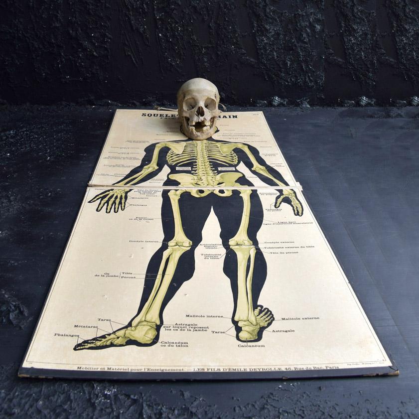 Français Affiche de lithographie anatomique de Deyrolle du 19ème siècle sur le chemin de fer français en vente