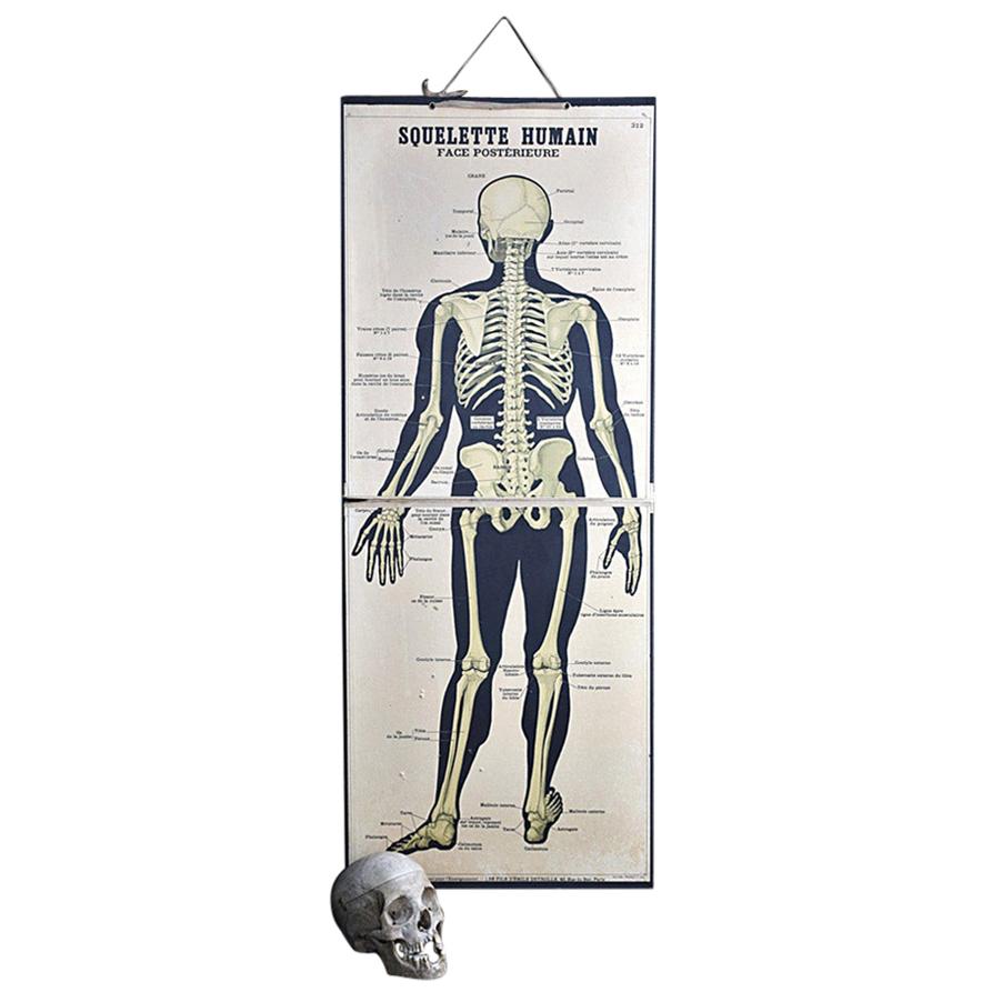 19th Century French Émile Deyrolle Anatomical Lithograph Poster