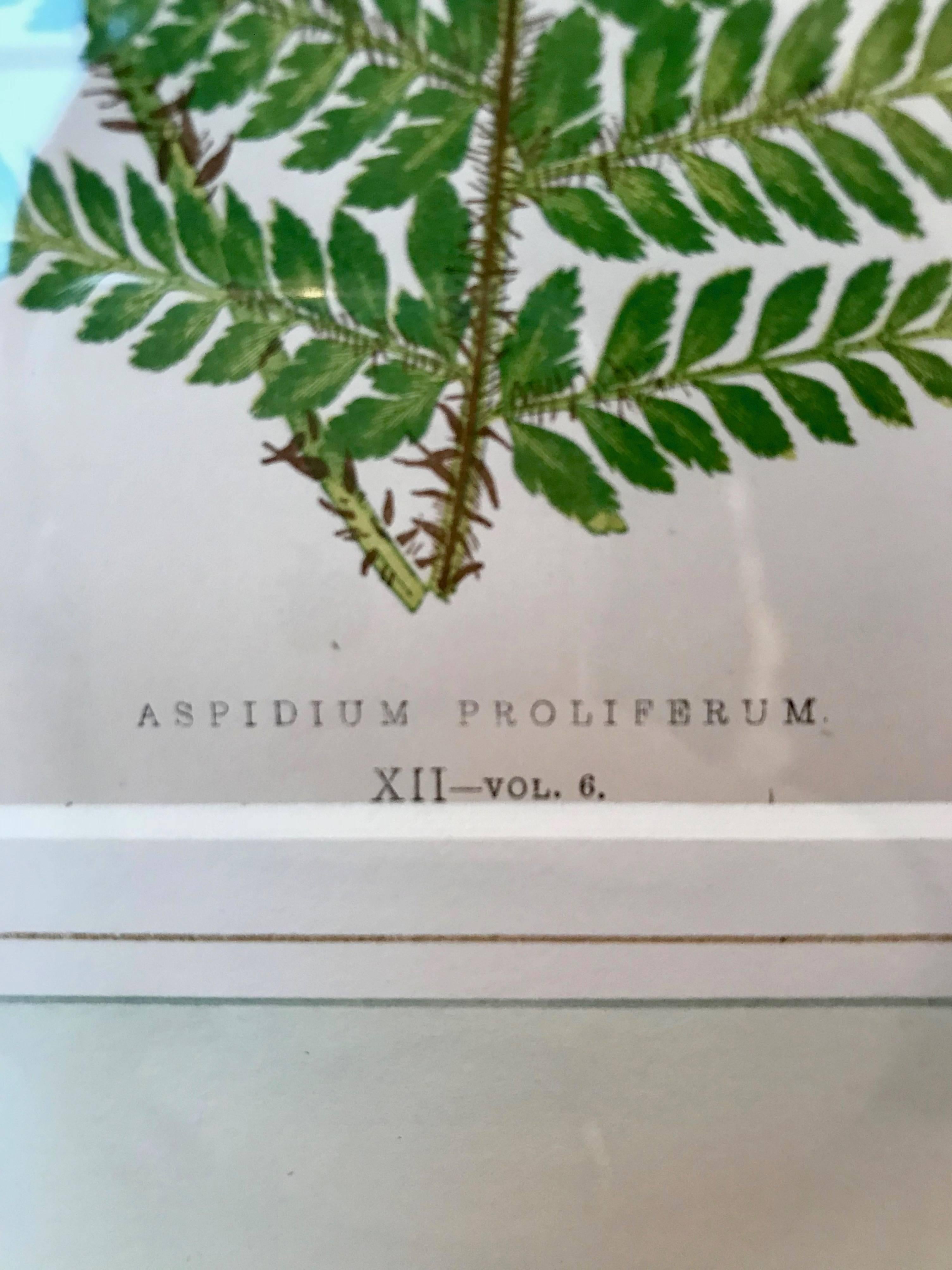 Wood 19th Century French Fern Lithograph