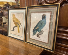 Incisioni di pappagalli colorati a mano di J. Barraband del XIX secolo, set di due esemplari