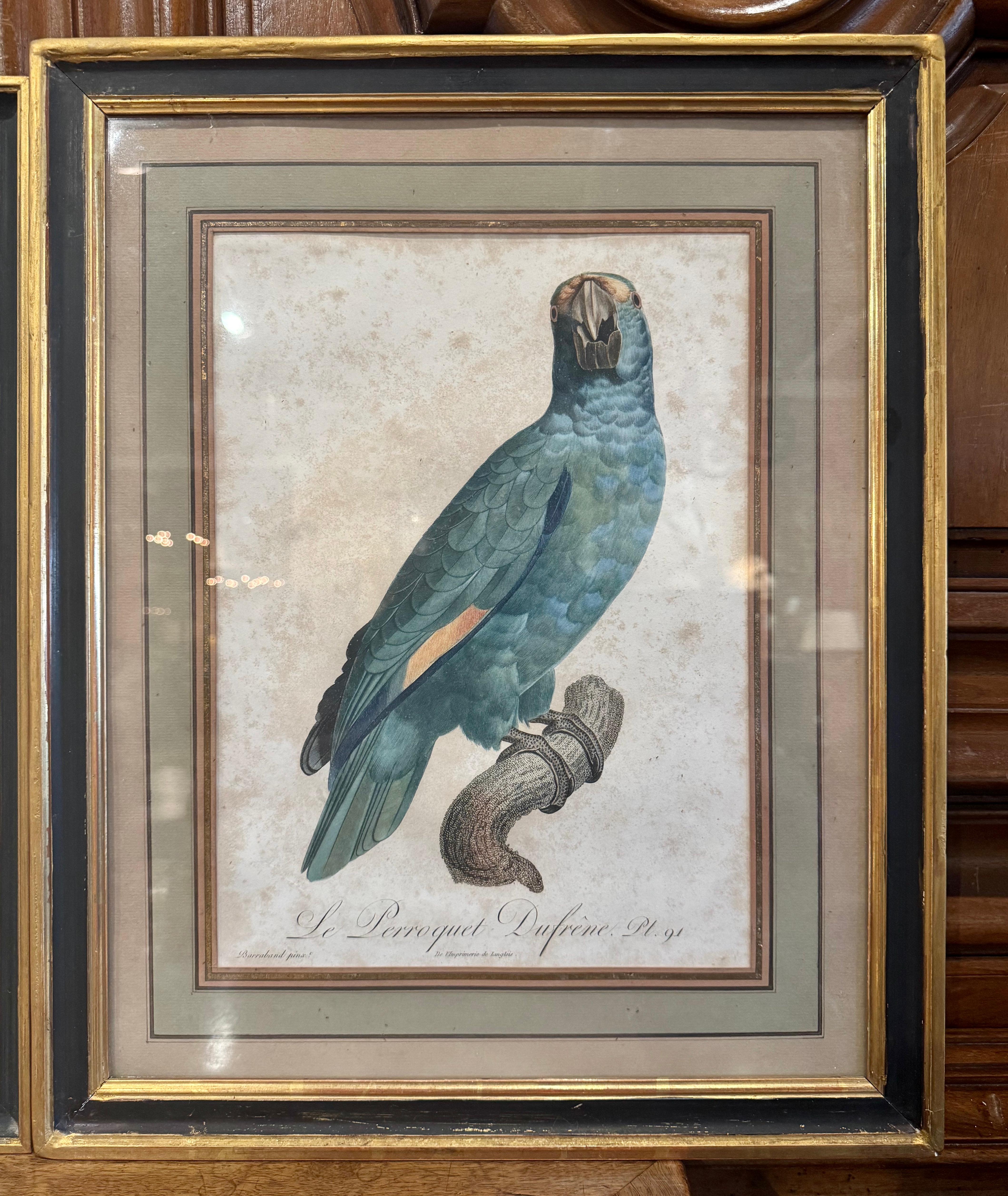 Grabados franceses de loros coloreados a mano del siglo XIX por J. Barraband, lote de dos Francés