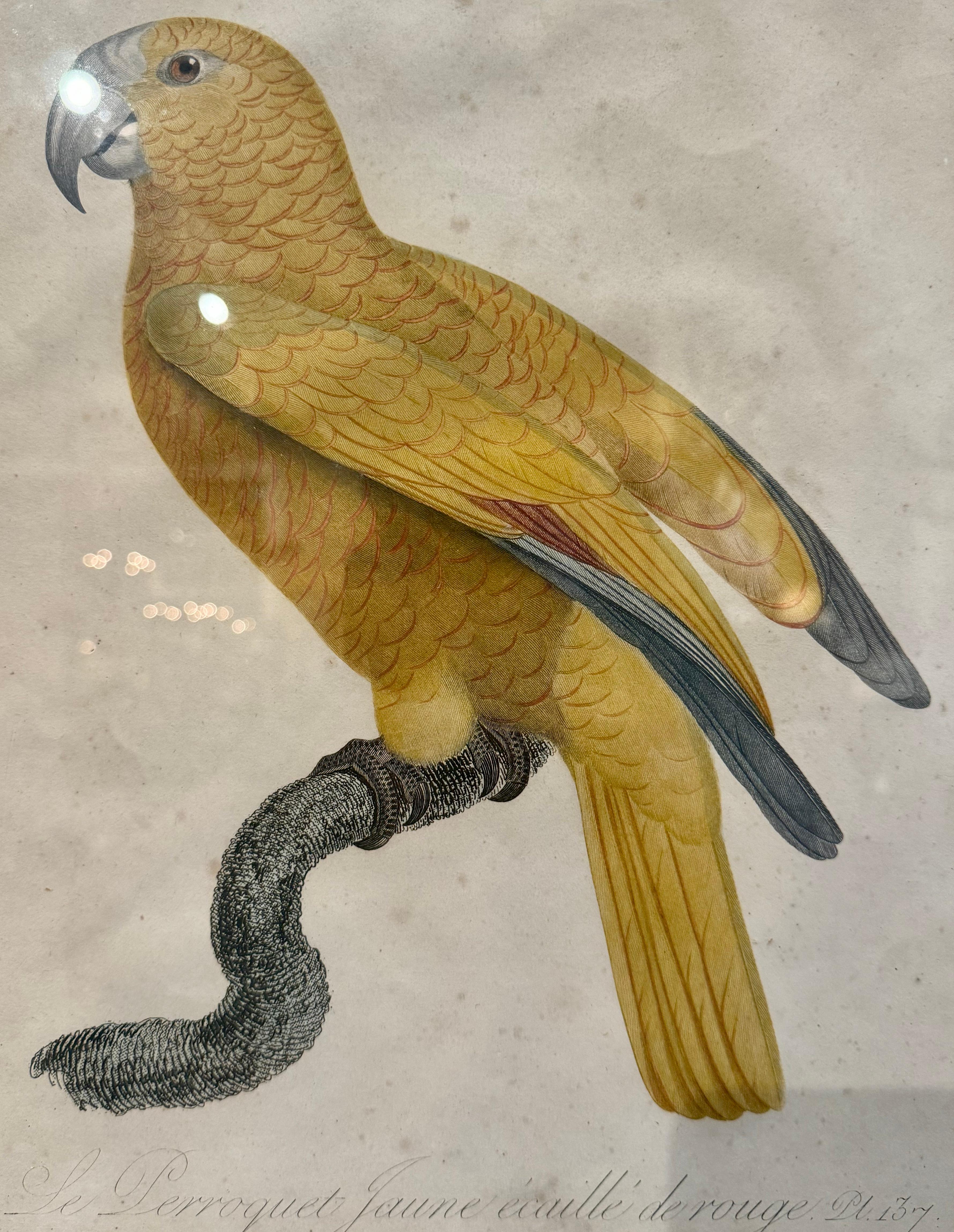 Grabados franceses de loros coloreados a mano del siglo XIX por J. Barraband, lote de dos Vidrio