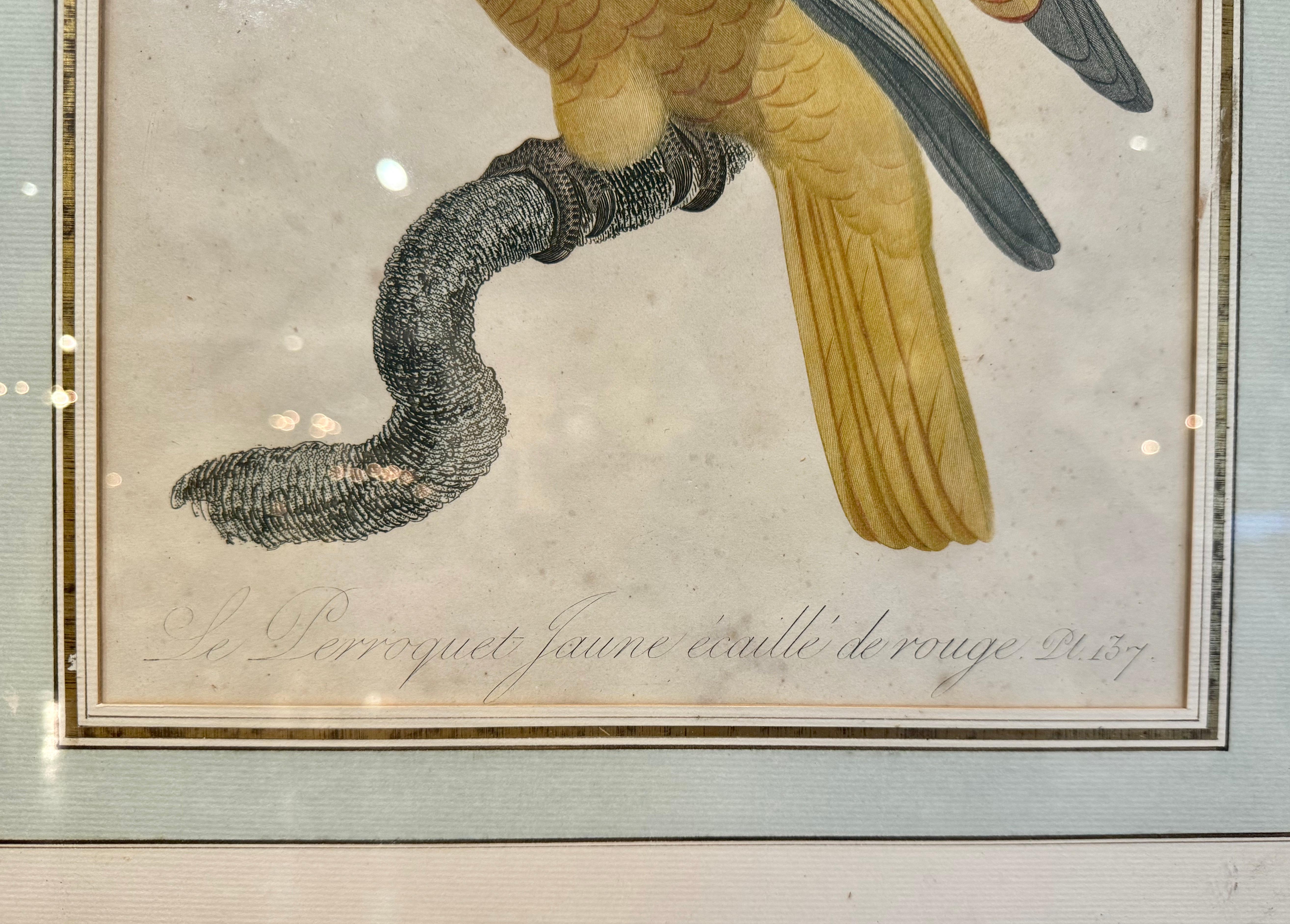 Grabados franceses de loros coloreados a mano del siglo XIX por J. Barraband, lote de dos 1
