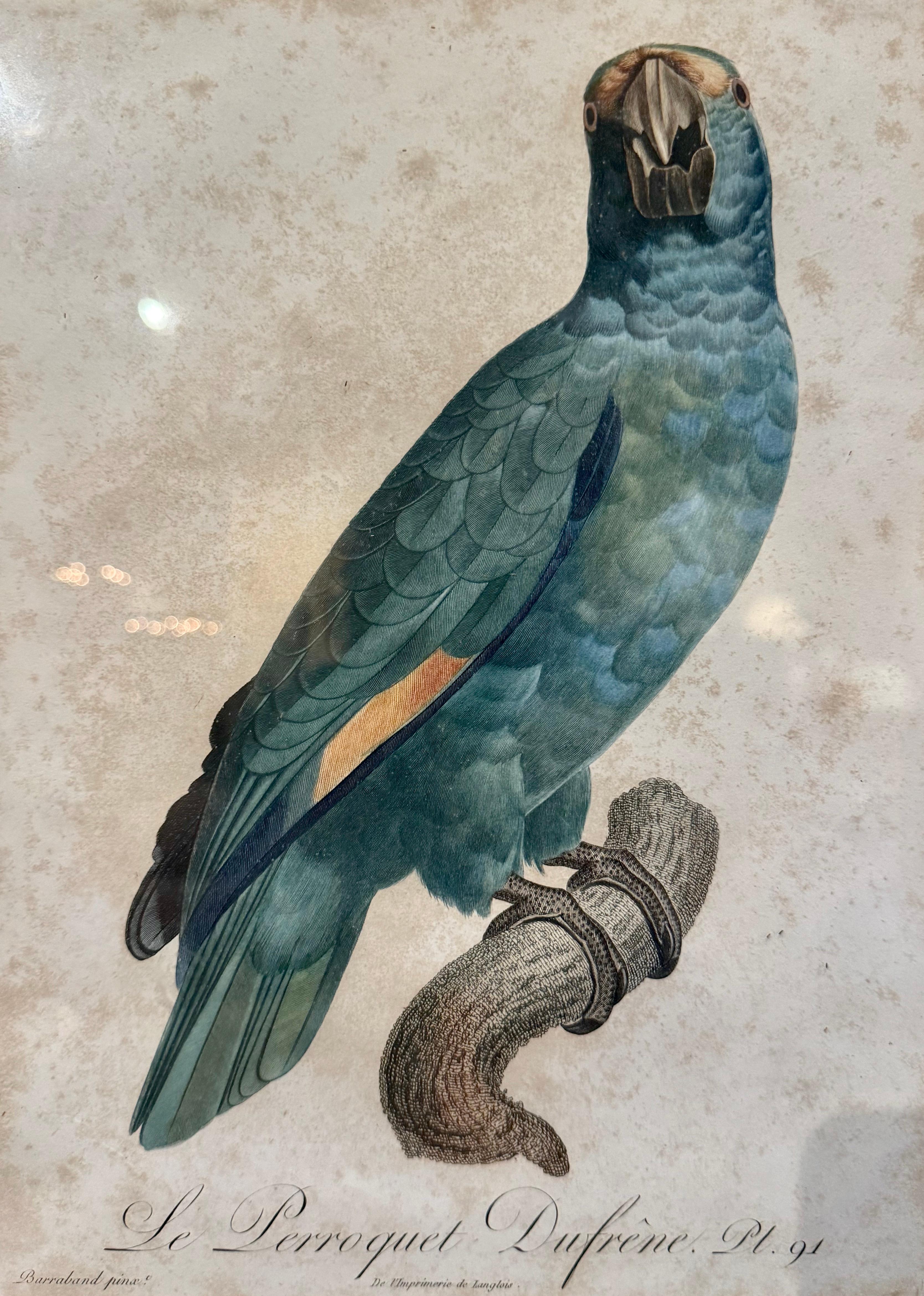 Grabados franceses de loros coloreados a mano del siglo XIX por J. Barraband, lote de dos 2