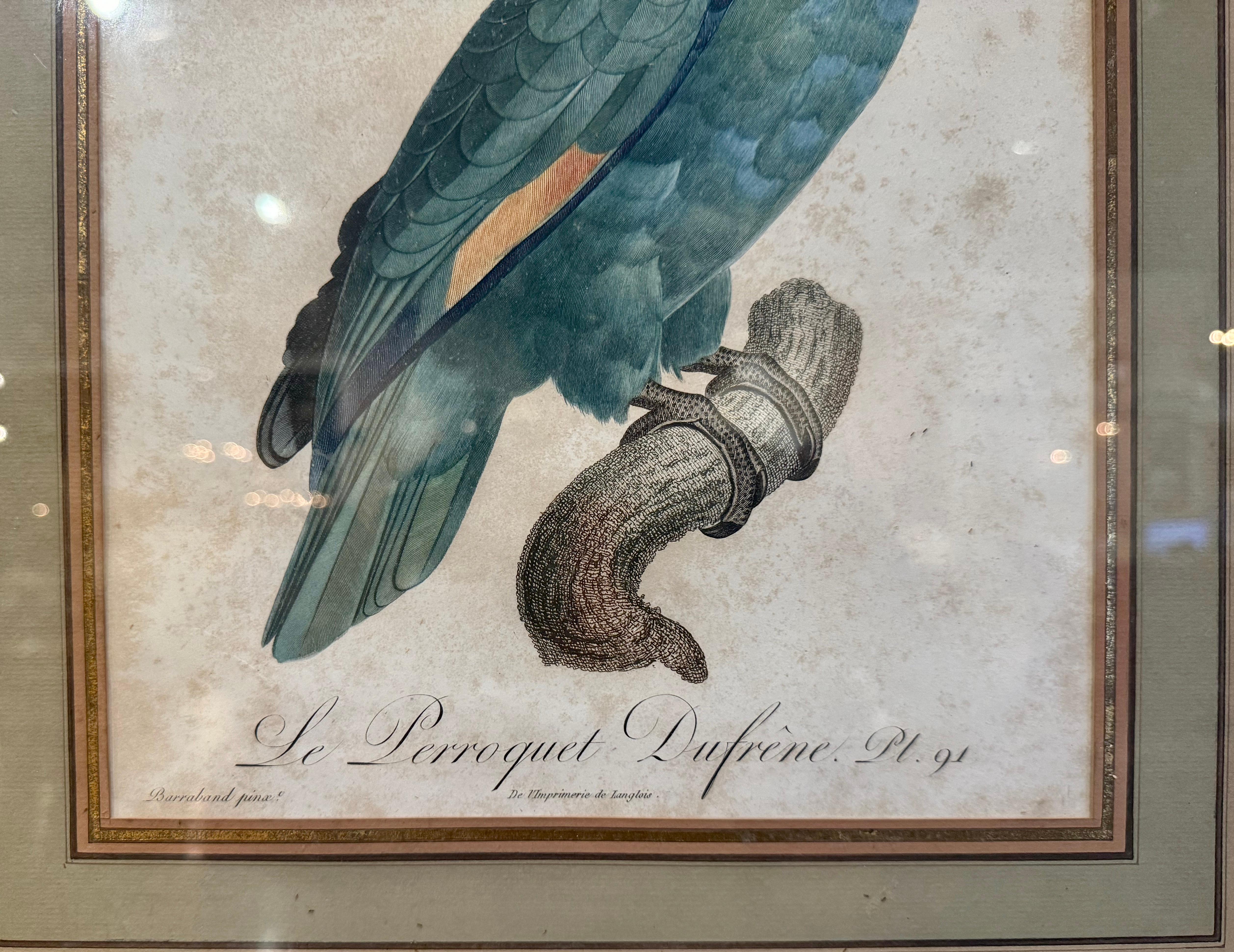 Grabados franceses de loros coloreados a mano del siglo XIX por J. Barraband, lote de dos 3