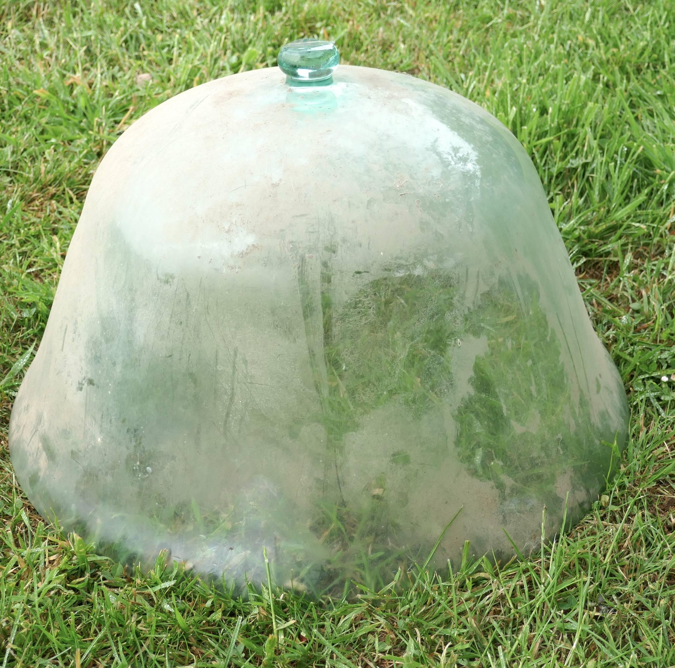 19th century French handmade glass Melon Cloche, cloche à melon ancienne.

Handblown bell cloche from the Charente Region of France, the glass is green and it has a knob on top, (unlike some that have been removed to allow a better light