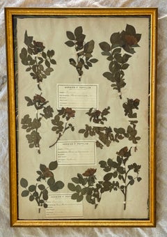 19th Century French Herbarium Plate of Roses