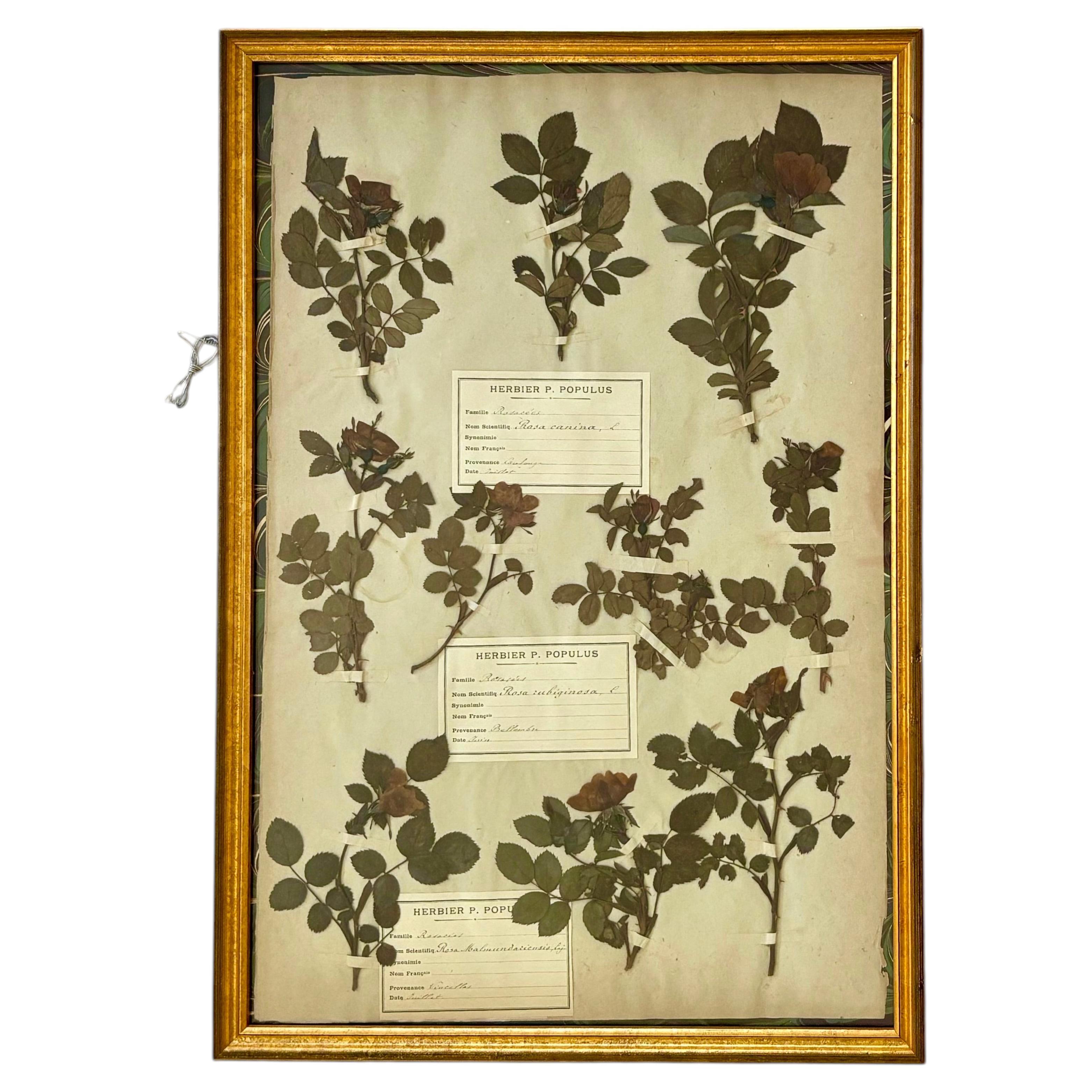 19th Century French Herbarium Plate of Roses For Sale