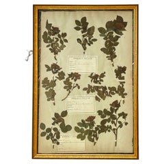 19th Century French Herbarium Plate of Roses