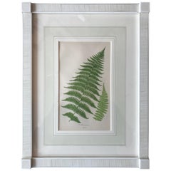 19th Century French Lady Fern Lithograph