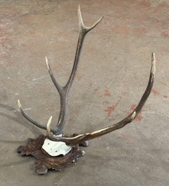 19th Century French Mounted Deer Antler Trophy on Carved Walnut Plaque