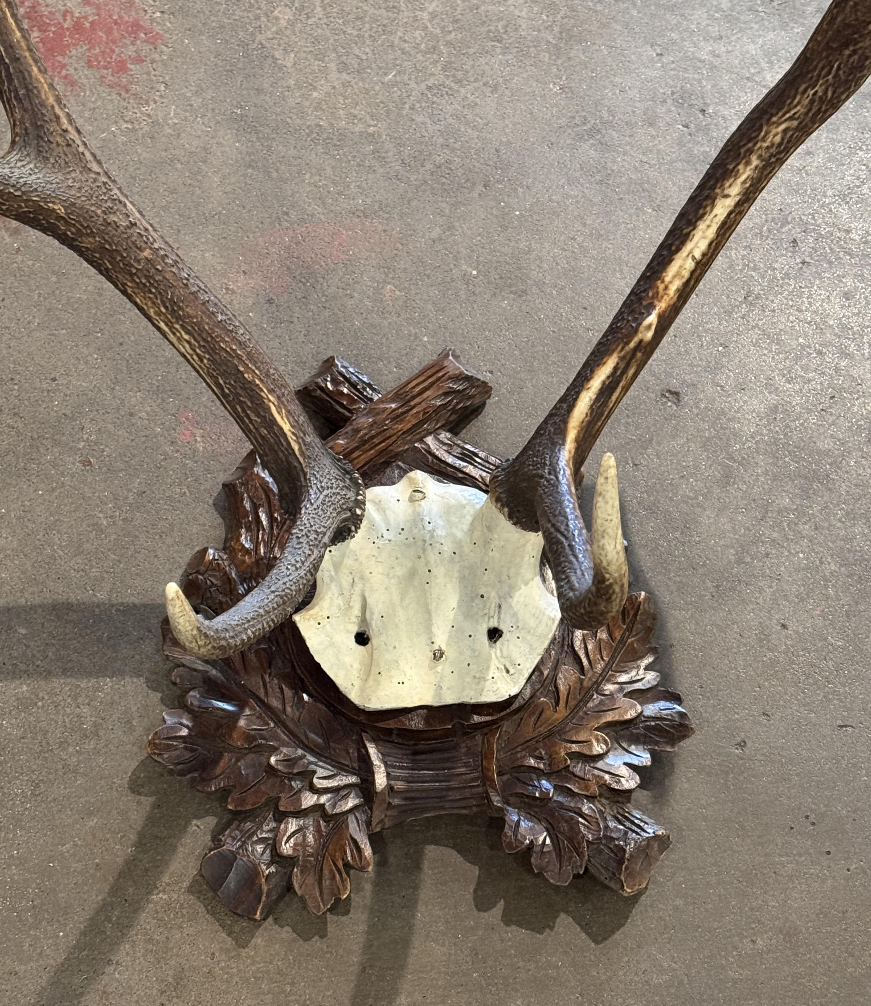 Trofeo de asta de ciervo montado en Francia del siglo XIX sobre placa de nogal tallado en Excelente estado para la venta en Dallas, TX