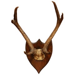 19th Century French Mounted Deer Antler Trophy on Carved Walnut Plaque