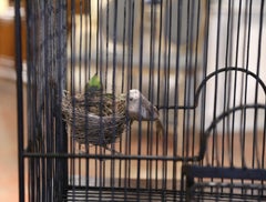 19th Century French Patinated Wired Birdcage with Dome Top