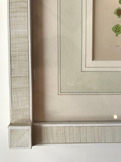 19th Century French Sea Spleenwort Fern Lithograph