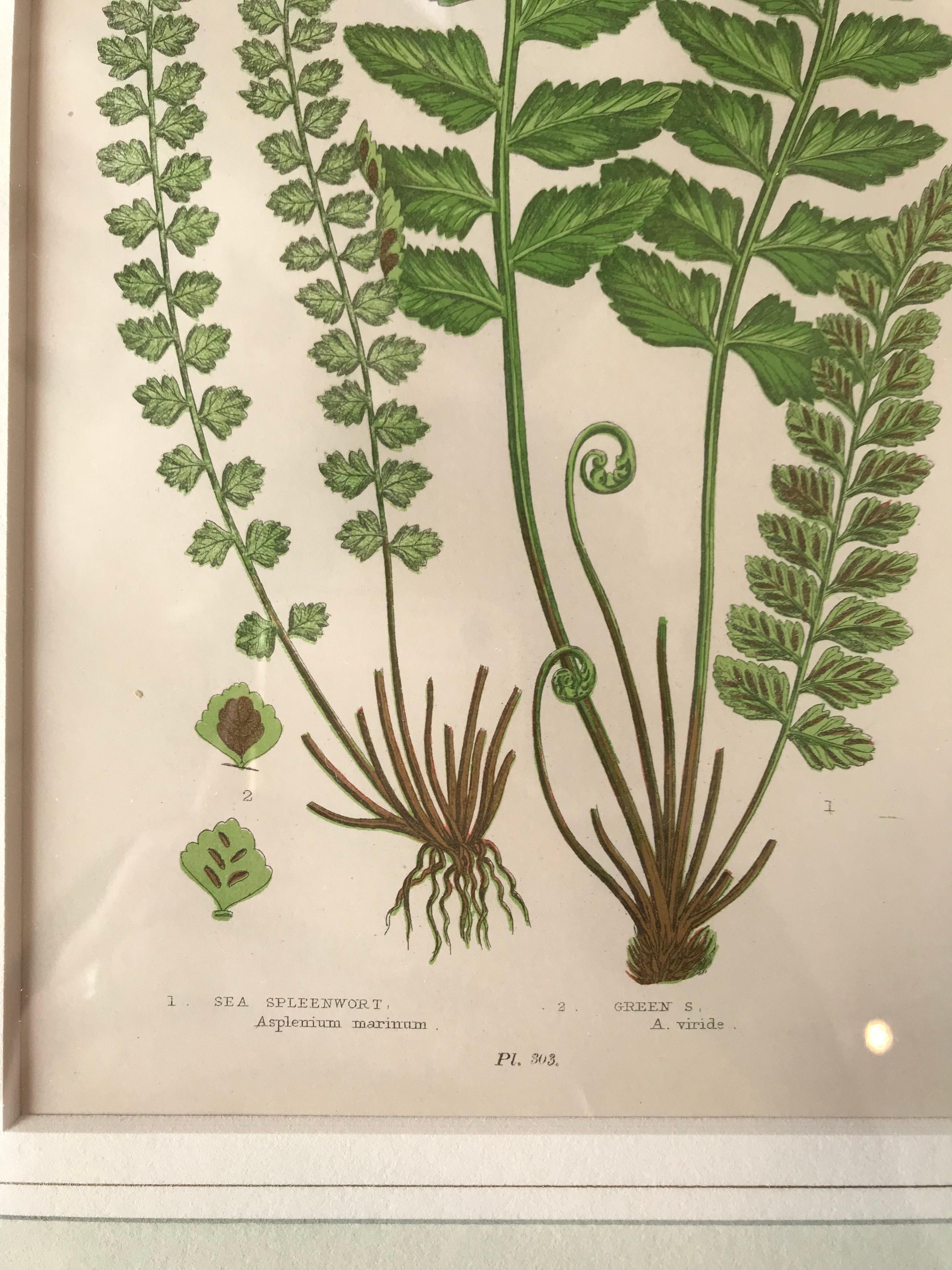 19th Century French Sea Spleenwort Fern Lithograph In Excellent Condition For Sale In Boston, MA